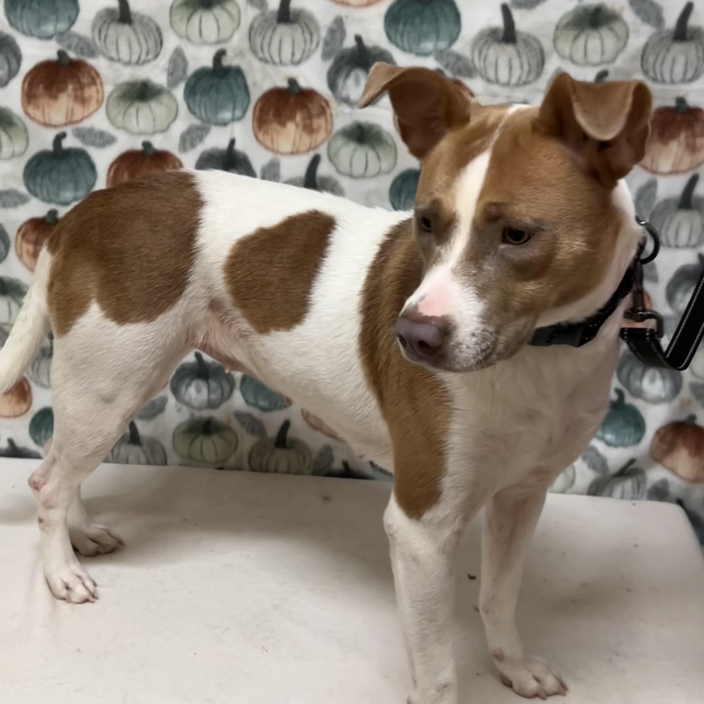 Hazel, a Adoptable mixed breed in Libertyville, IL image 2/3