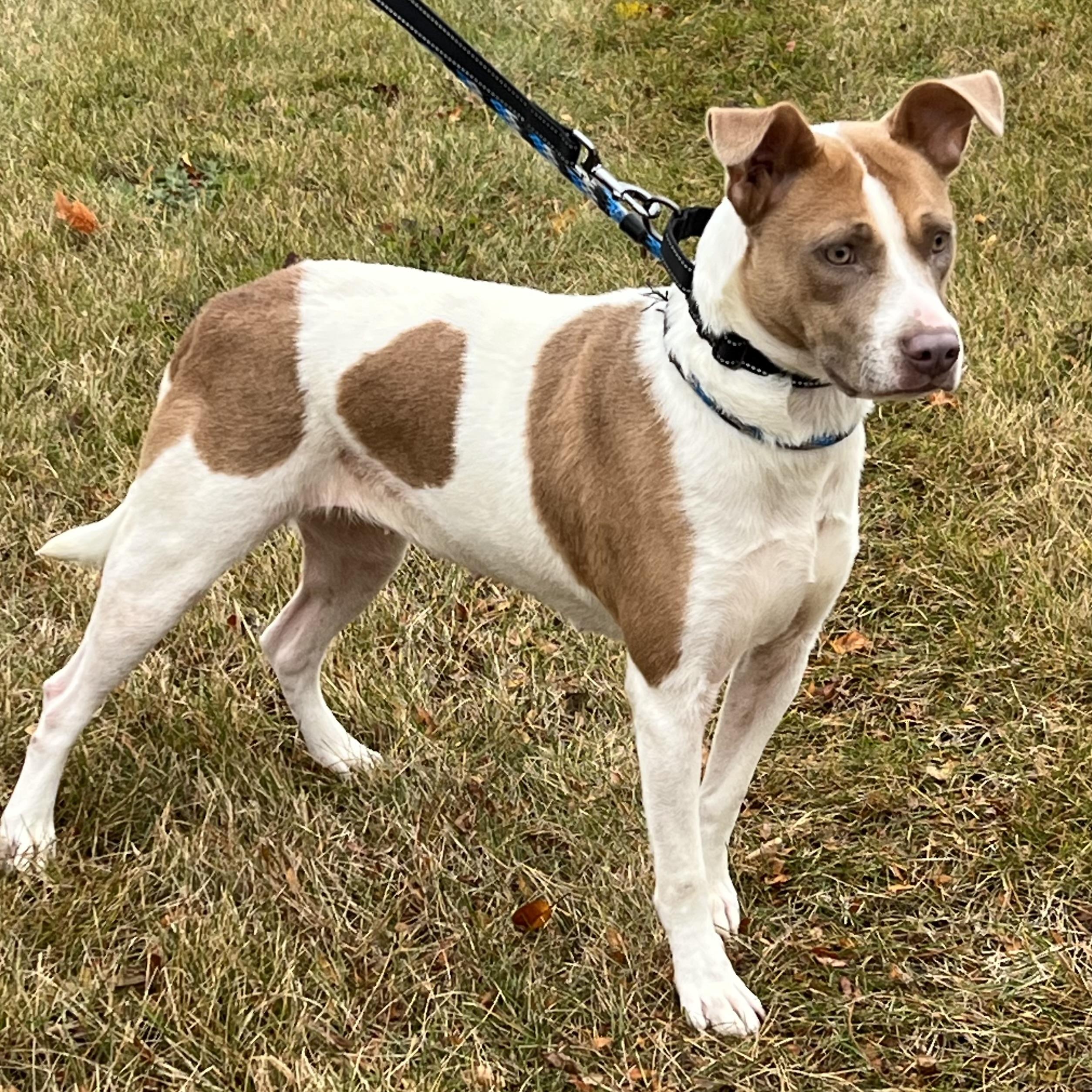 Hazel, a Adoptable mixed breed in Libertyville, IL image 3/3