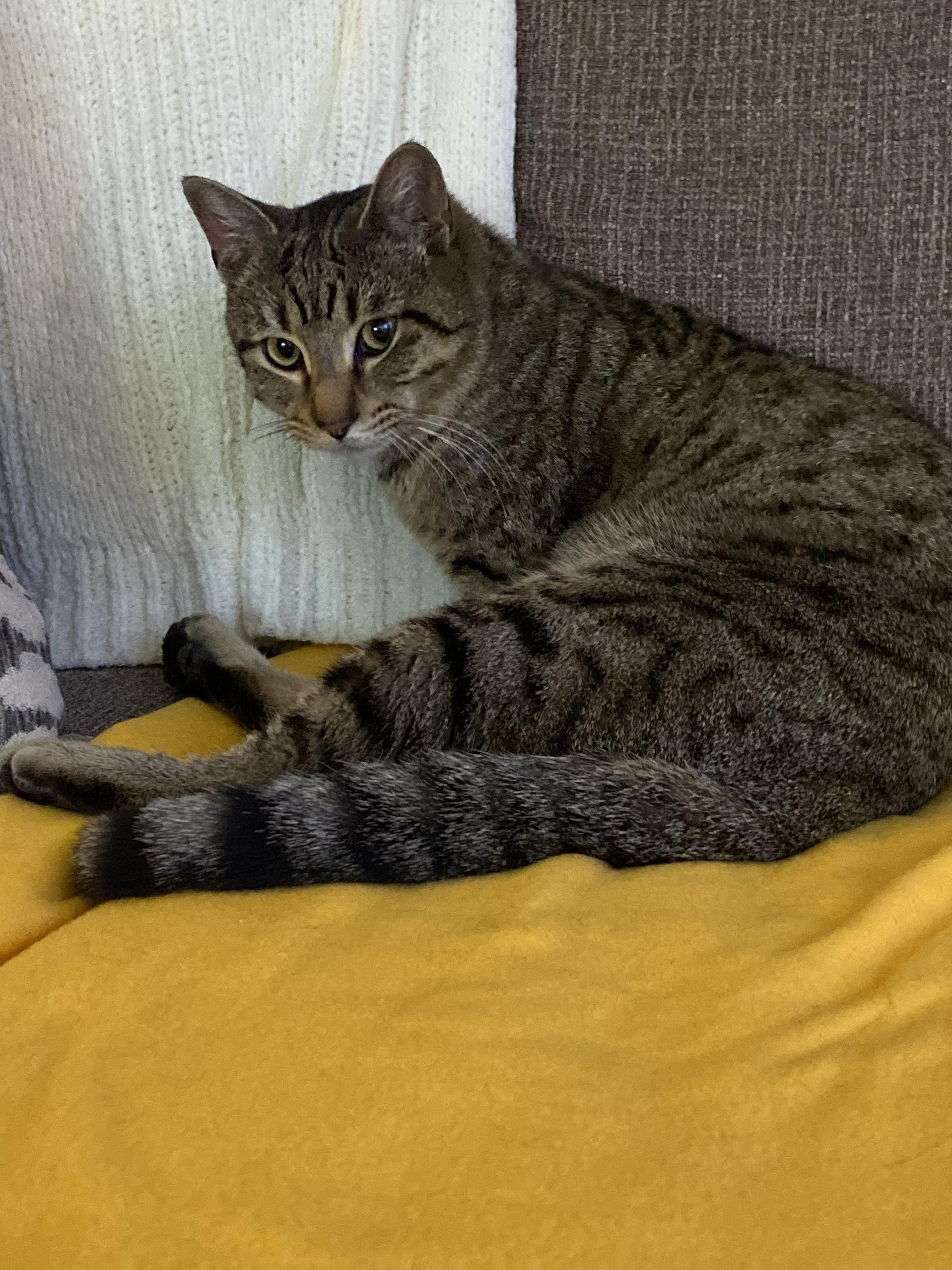 Tatum - Purrfect velcro cat dog, a Adoptable Domestic Short Hair in Muskego, WI image 4/6