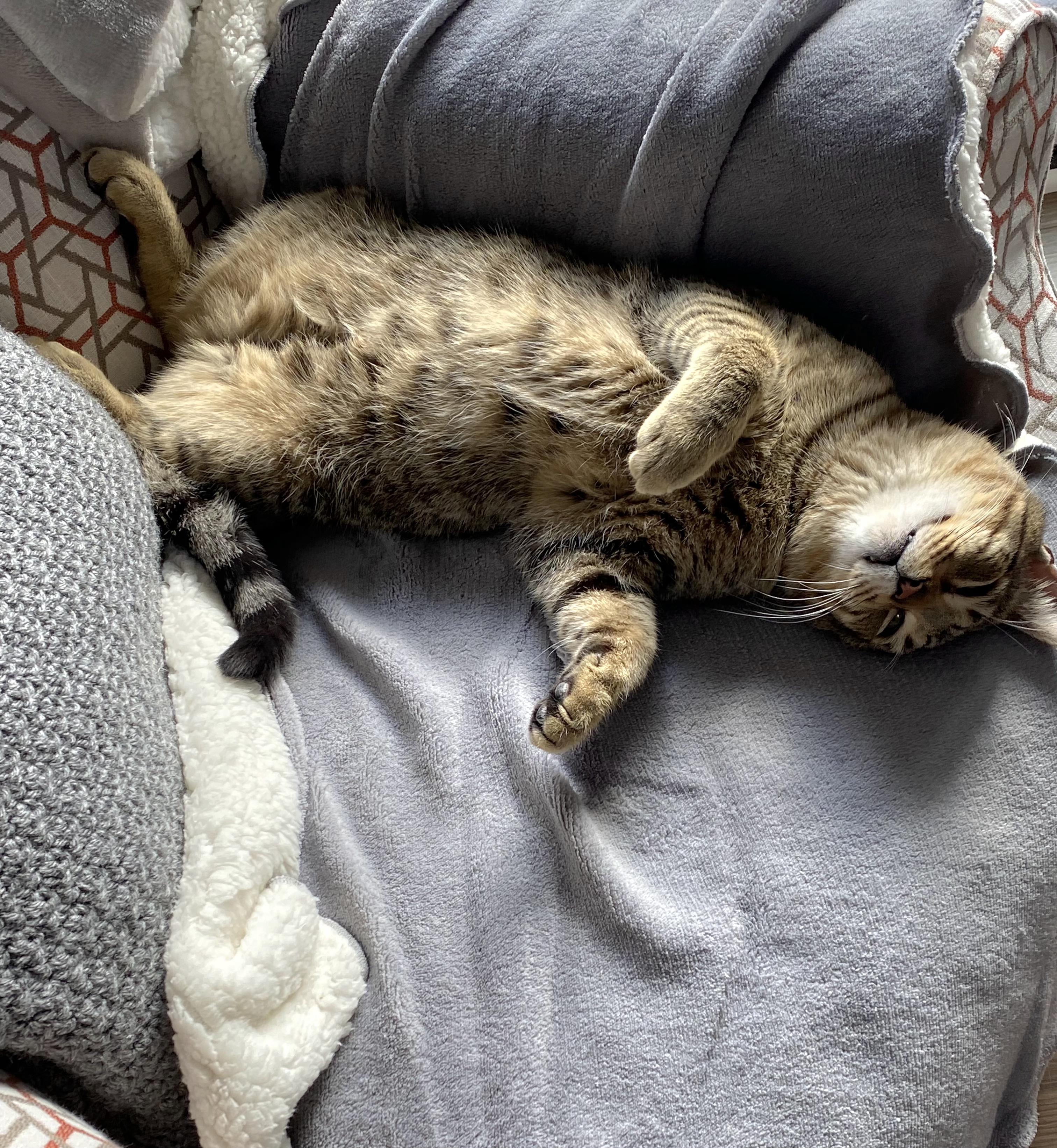 Tatum - Purrfect velcro cat dog, a Adoptable Domestic Short Hair in Muskego, WI image 5/6