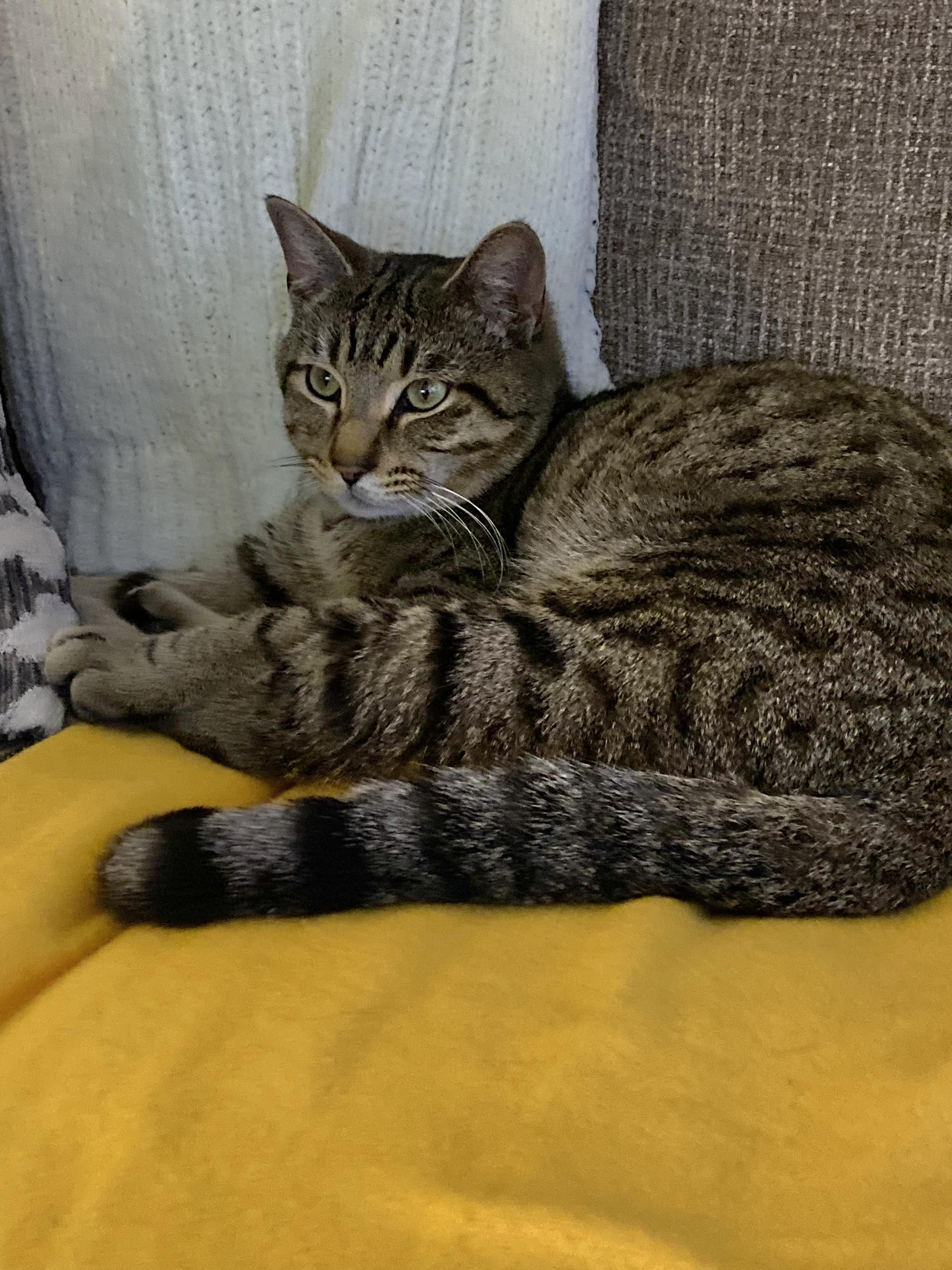 Tatum - Purrfect velcro cat dog, a Adoptable Domestic Short Hair in Muskego, WI image 1/6