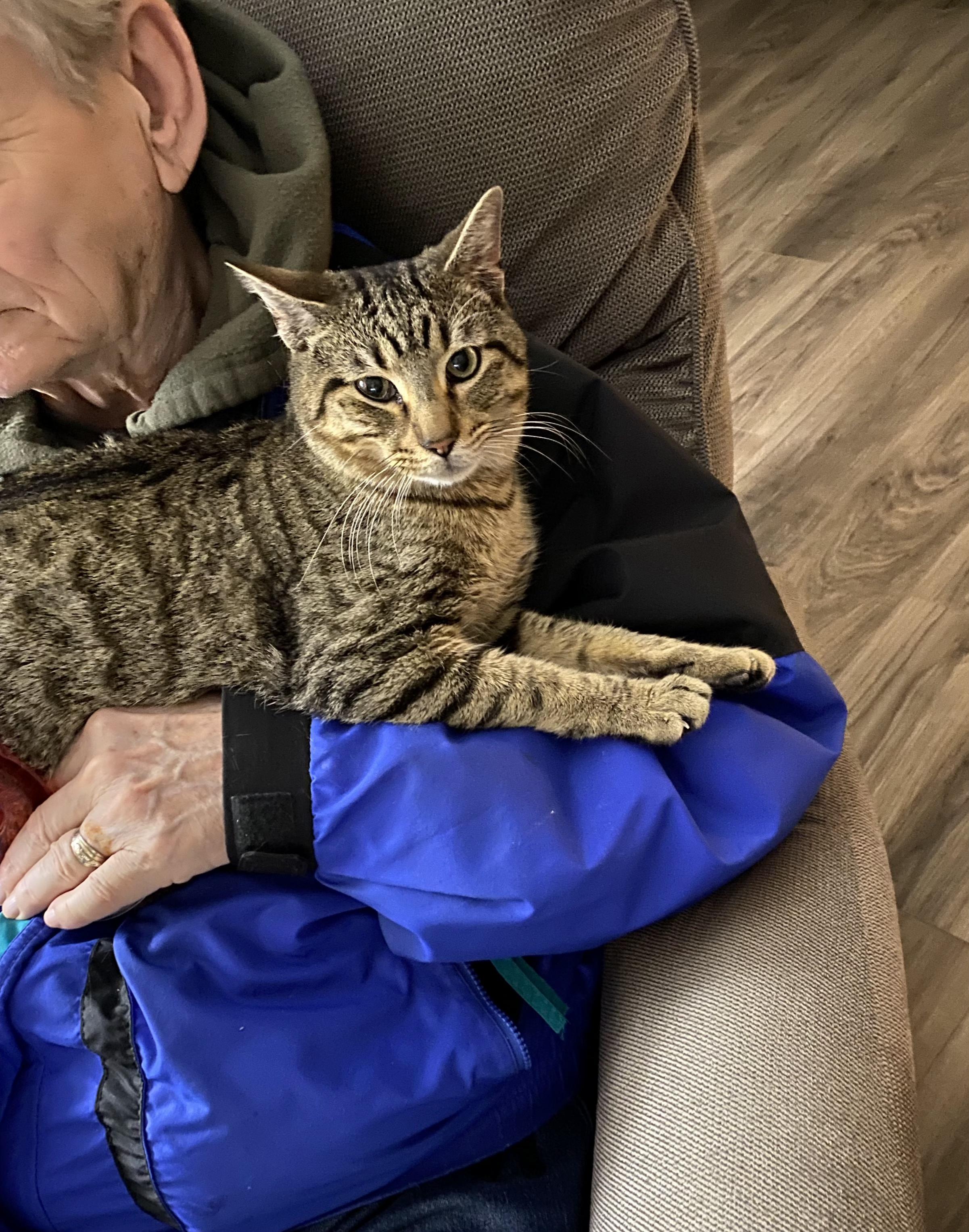 Tatum - Purrfect velcro cat dog, a Adoptable Domestic Short Hair in Muskego, WI image 3/6