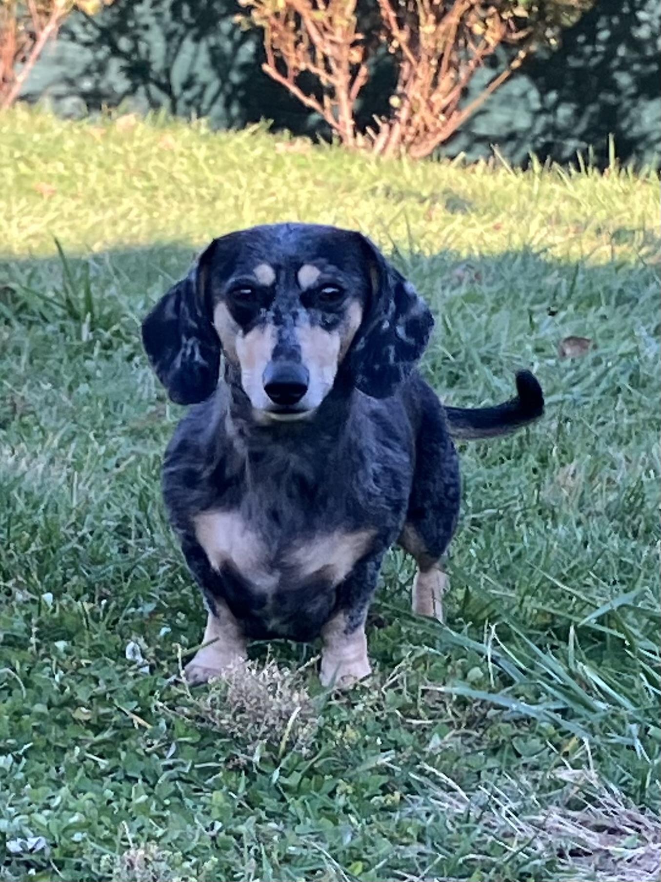 Tina, Adoptable, Young Female Dachshund.