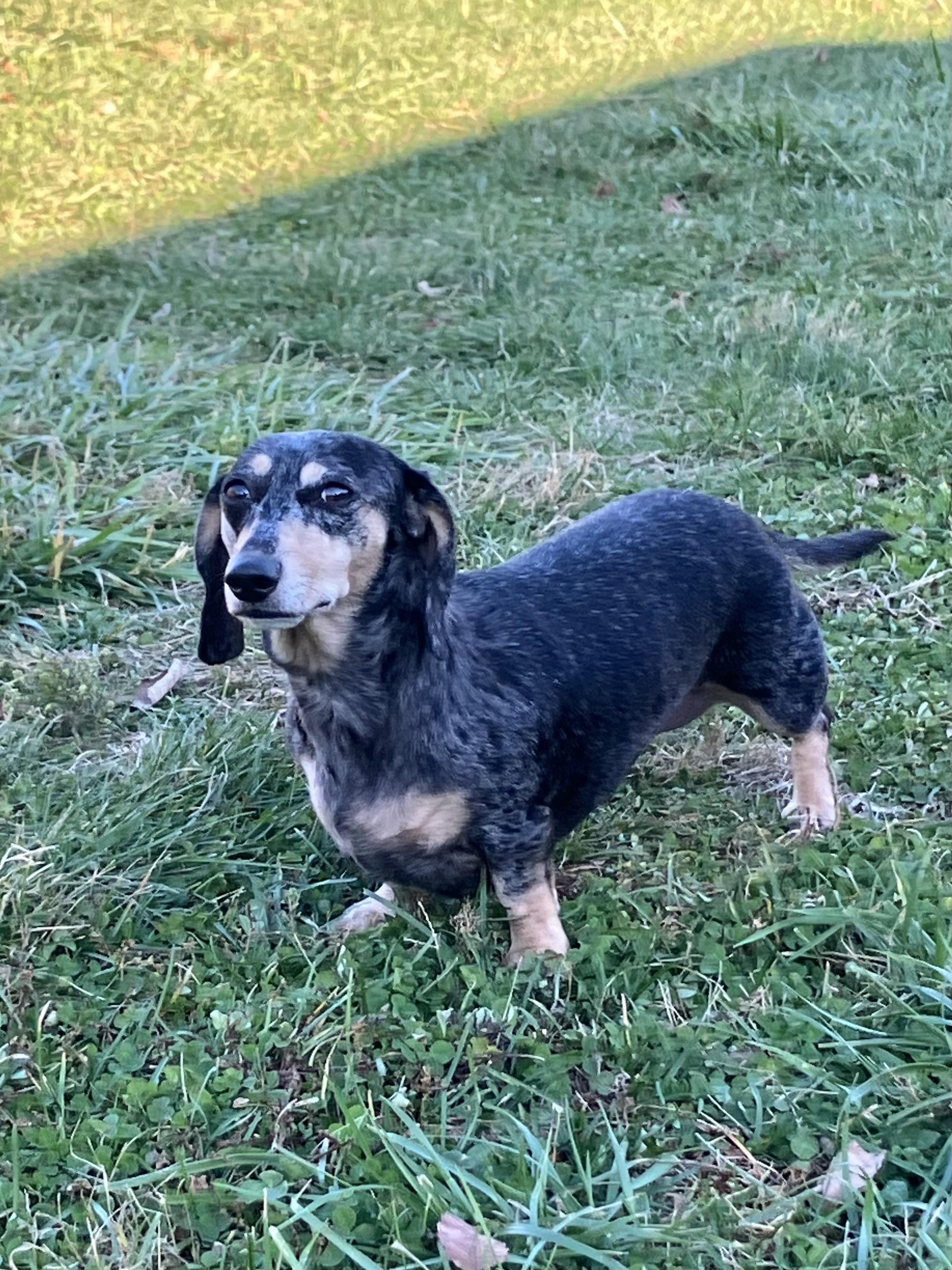 Tina, a Adoptable Dachshund in Lebanon, OH image 2/2