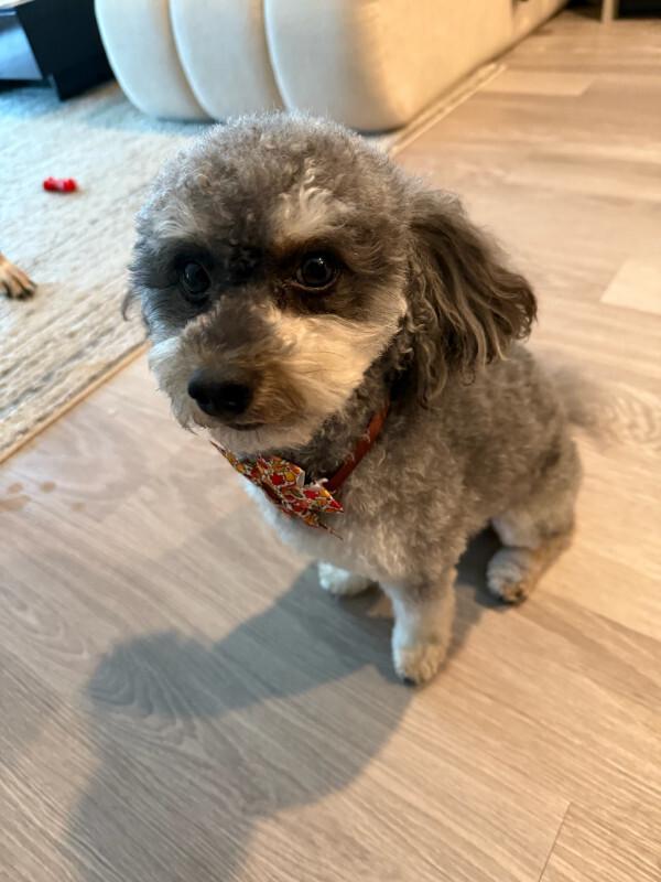 Dash - Toy, Adoptable, Adult Male Miniature Poodle.