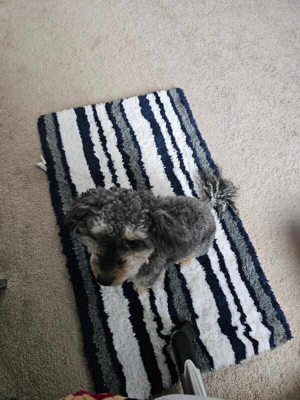 Enlarge Dash - Toy, a Adoptable Miniature Poodle in Partlow, VA image 2/2