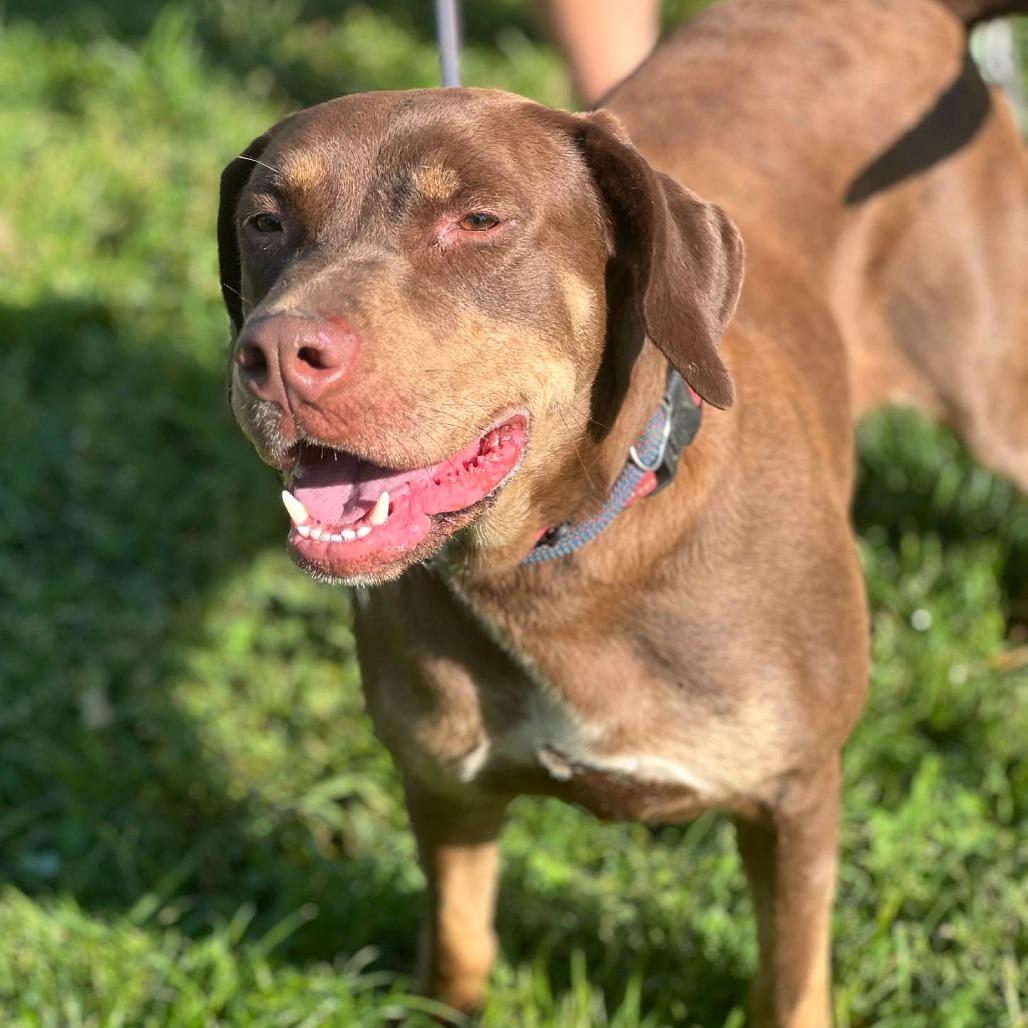 Enlarge Lydia, a Adoptable Mixed Breed in Huntington, WV image 1/6