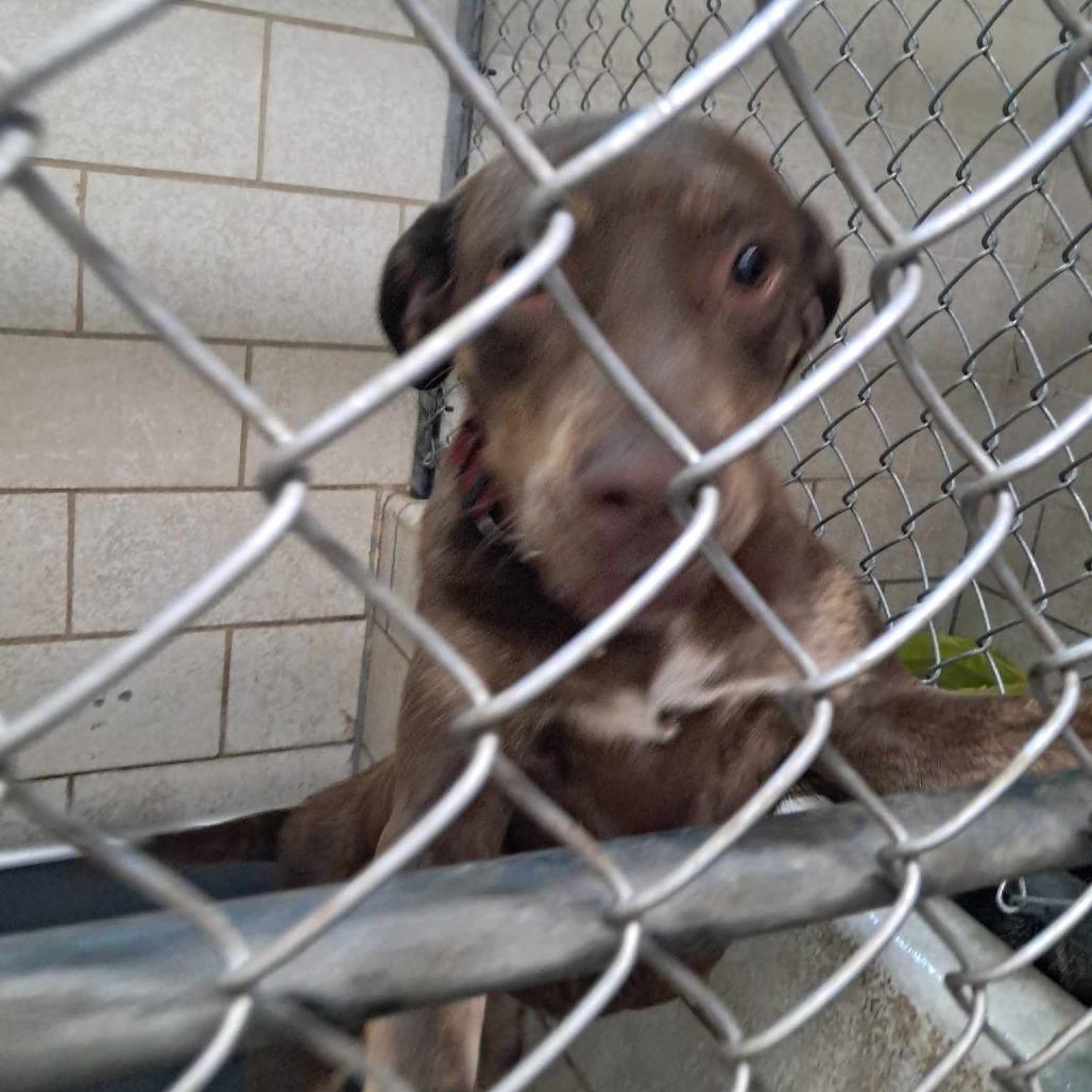 Enlarge Lydia, a Adoptable Mixed Breed in Huntington, WV image 2/6