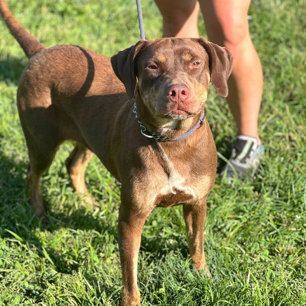 Enlarge Lydia, a Adoptable Mixed Breed in Huntington, WV image 3/6
