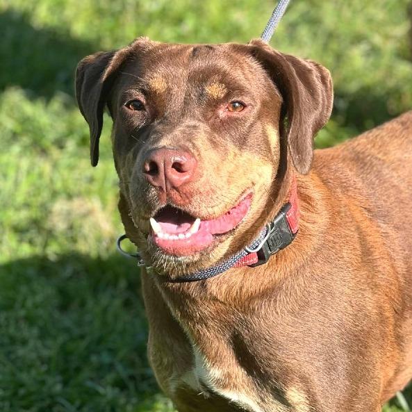 Enlarge Lydia, a Adoptable Mixed Breed in Huntington, WV image 4/6