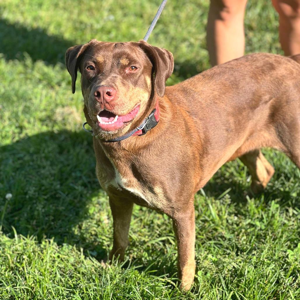 Enlarge Lydia, a Adoptable Mixed Breed in Huntington, WV image 5/6