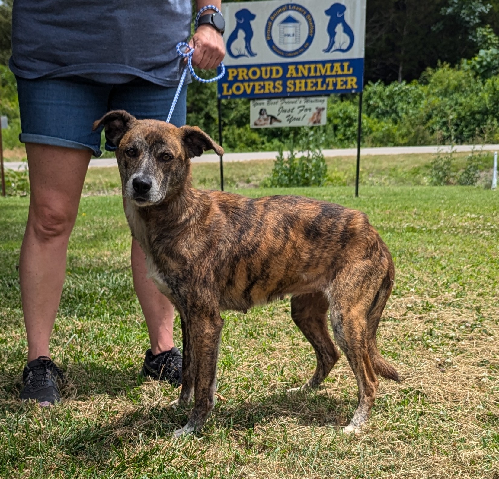 Enlarge Melody, a Adoptable Mountain Cur in Parsons, KS image 1/1