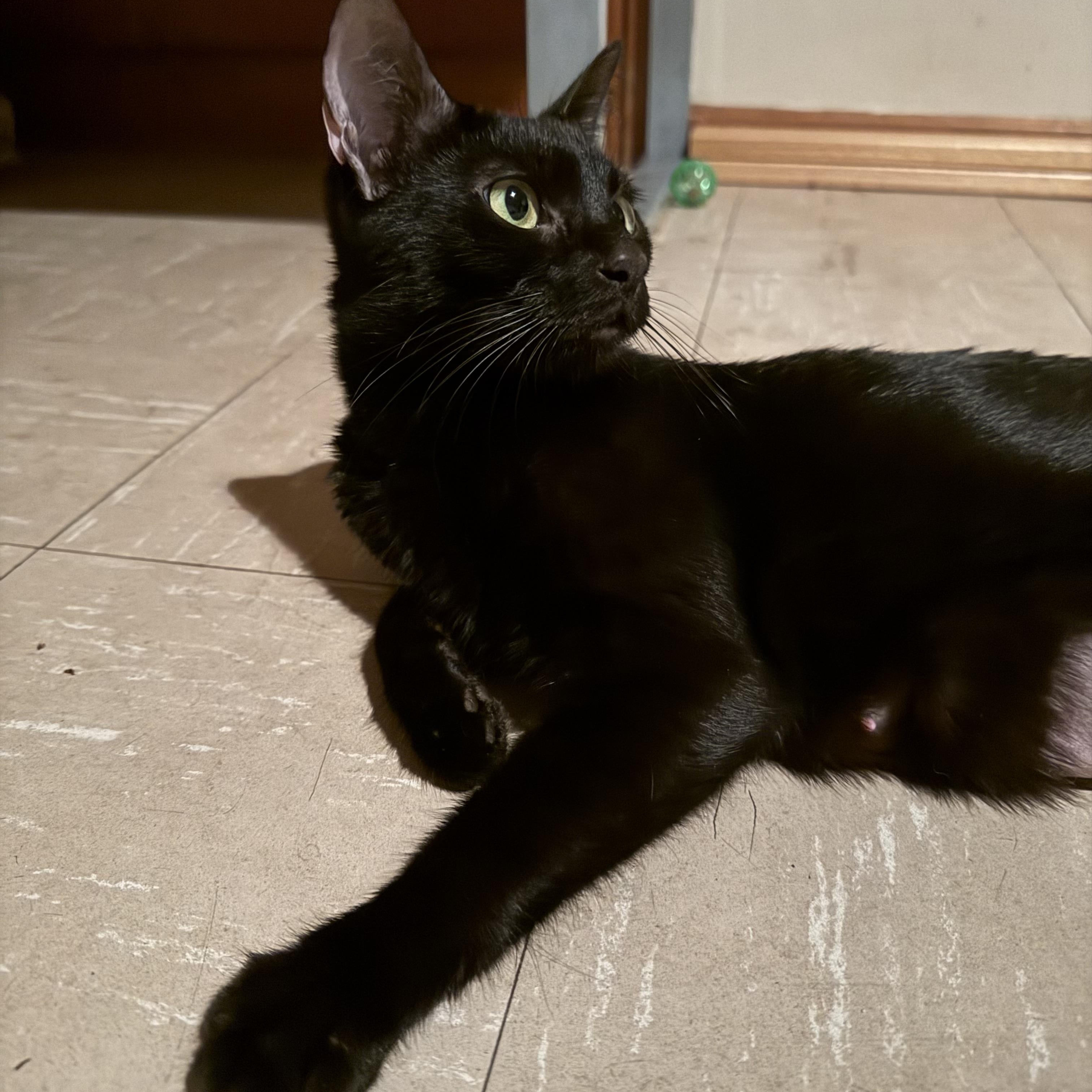 Enlarge Evie , a ADOPTABLE Domestic Short Hair in Enfield, CT image 3/4