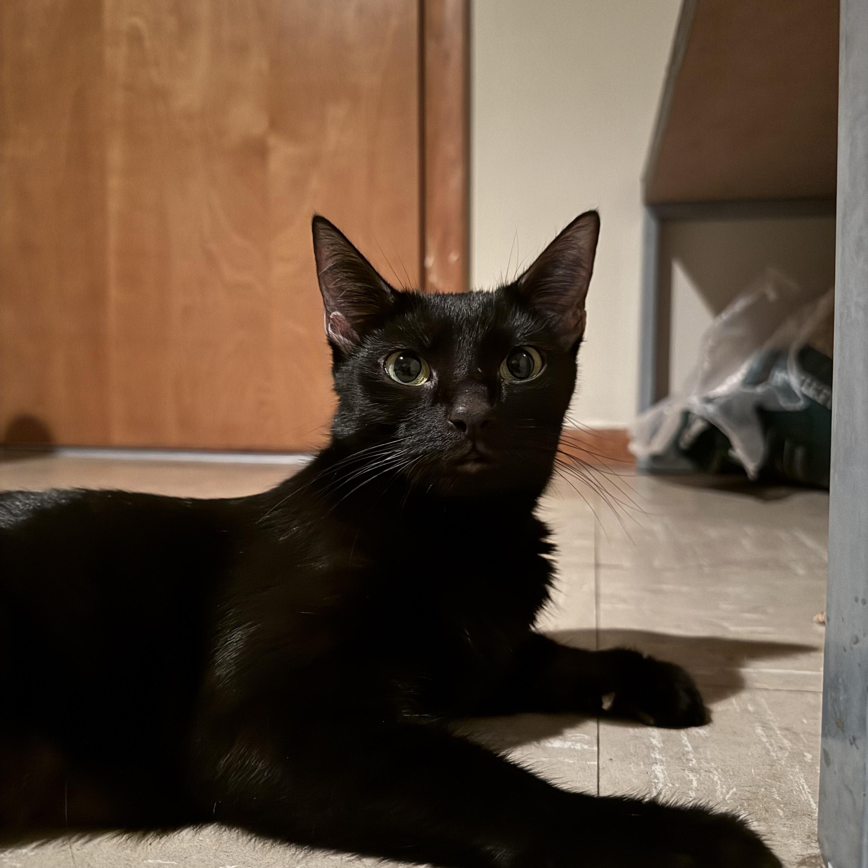 Enlarge Evie , a ADOPTABLE Domestic Short Hair in Enfield, CT image 2/4