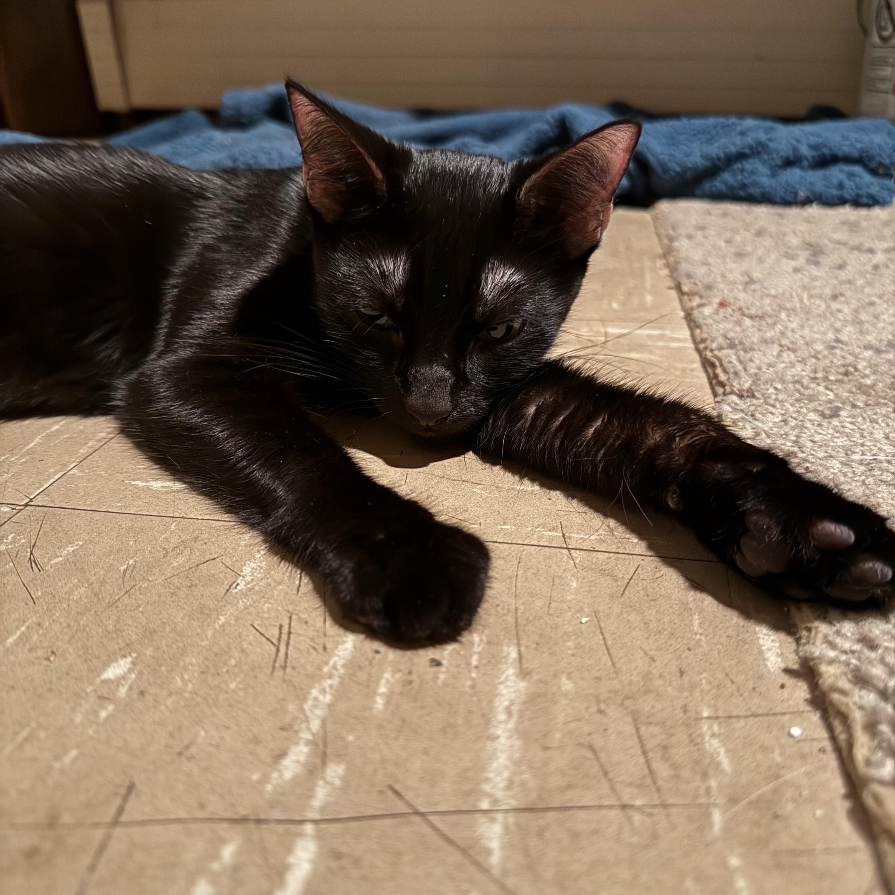 Enlarge Evie , a ADOPTABLE Domestic Short Hair in Enfield, CT image 4/4