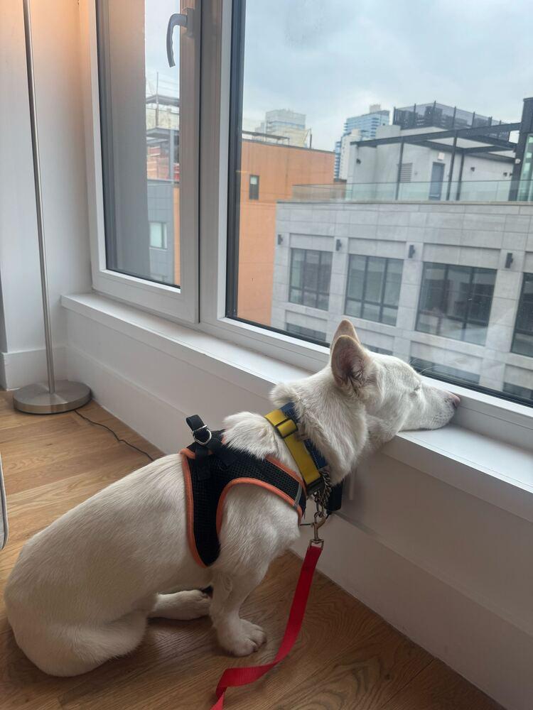 Buddy, Adoptable, Young Male Corgi & Jindo.