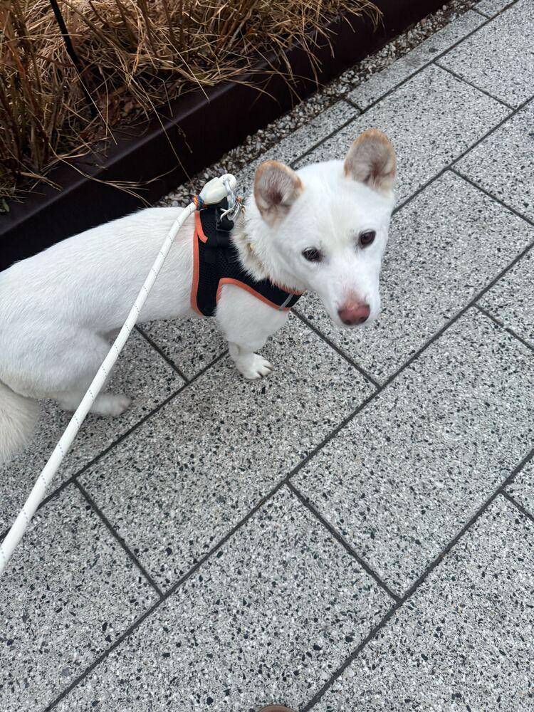 Buddy, Adoptable, Young Male Corgi & Jindo.