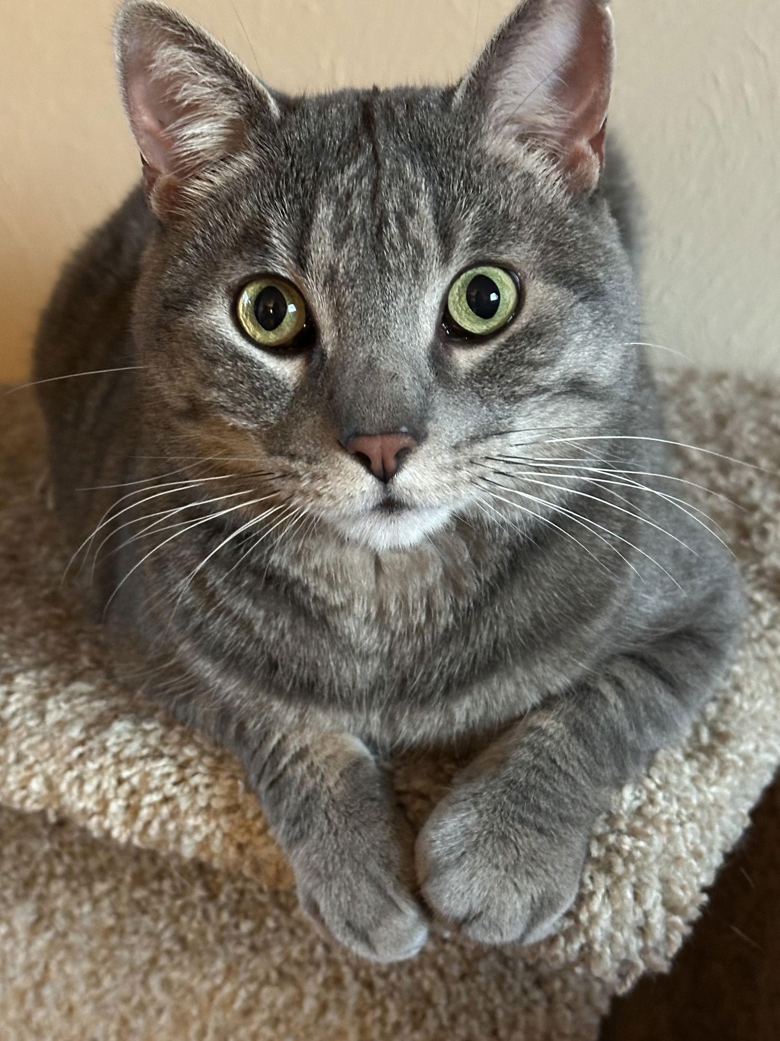 Beasty Boy, a Adoptable mixed breed in Evergreen, CO image 1/2