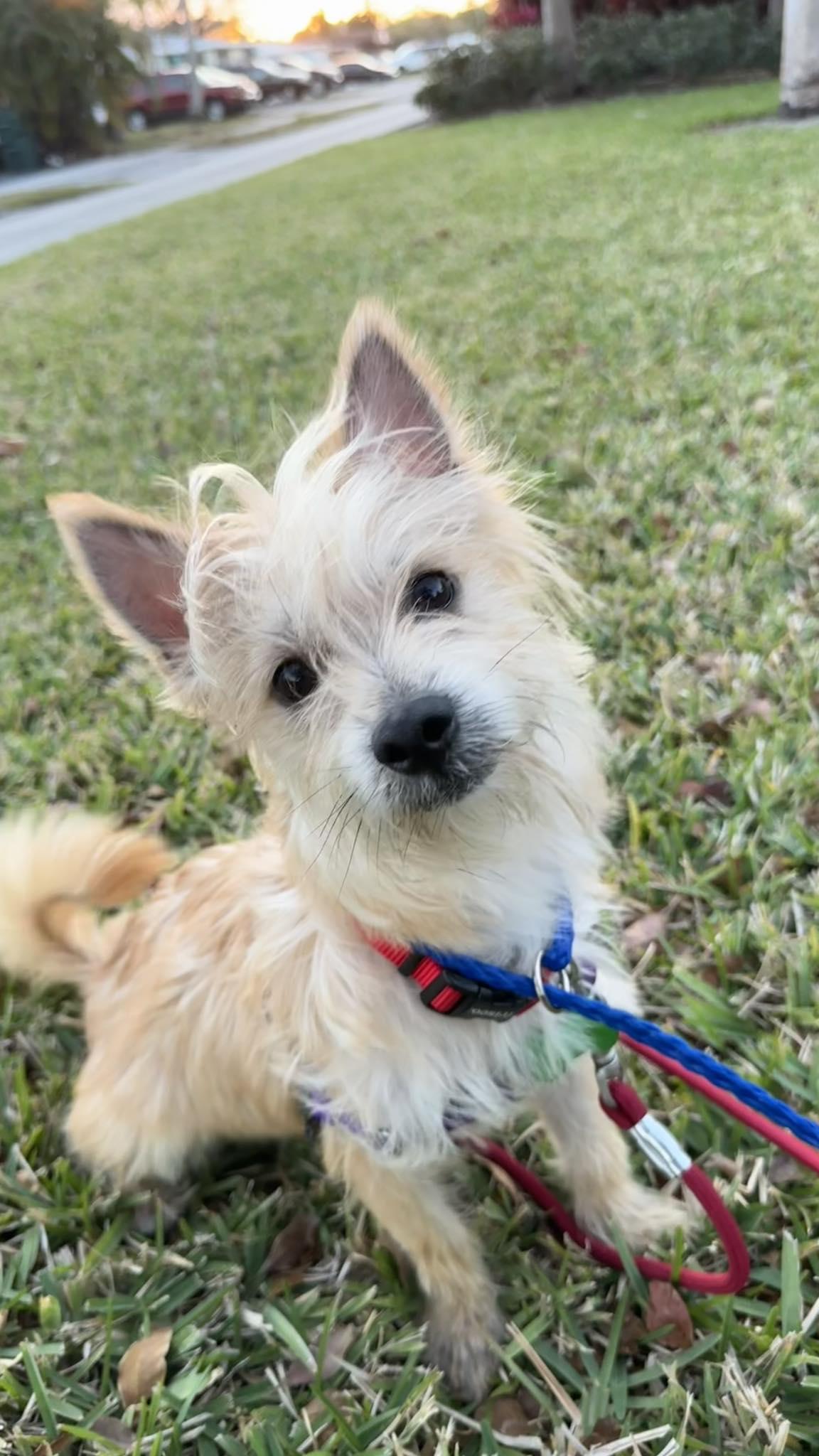 Teddy, Adopted, Senior Male Cairn Terrier.