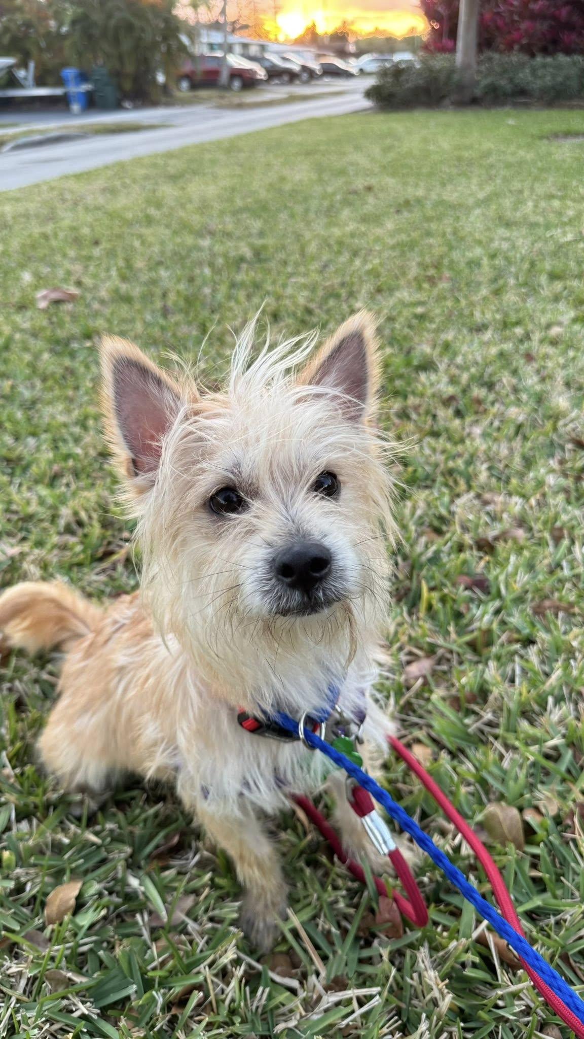 Enlarge Teddy, a Adopted Cairn Terrier in Pompano Beach, FL image 3/3