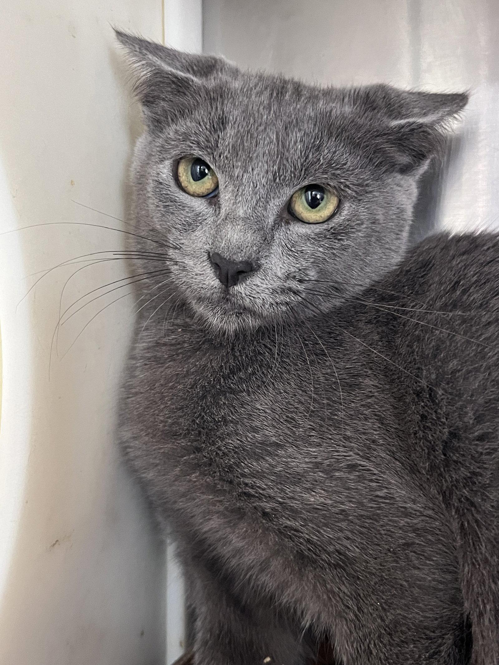 Enlarge Hughes, a Adoptable mixed breed in Carrollton, GA image 1/3
