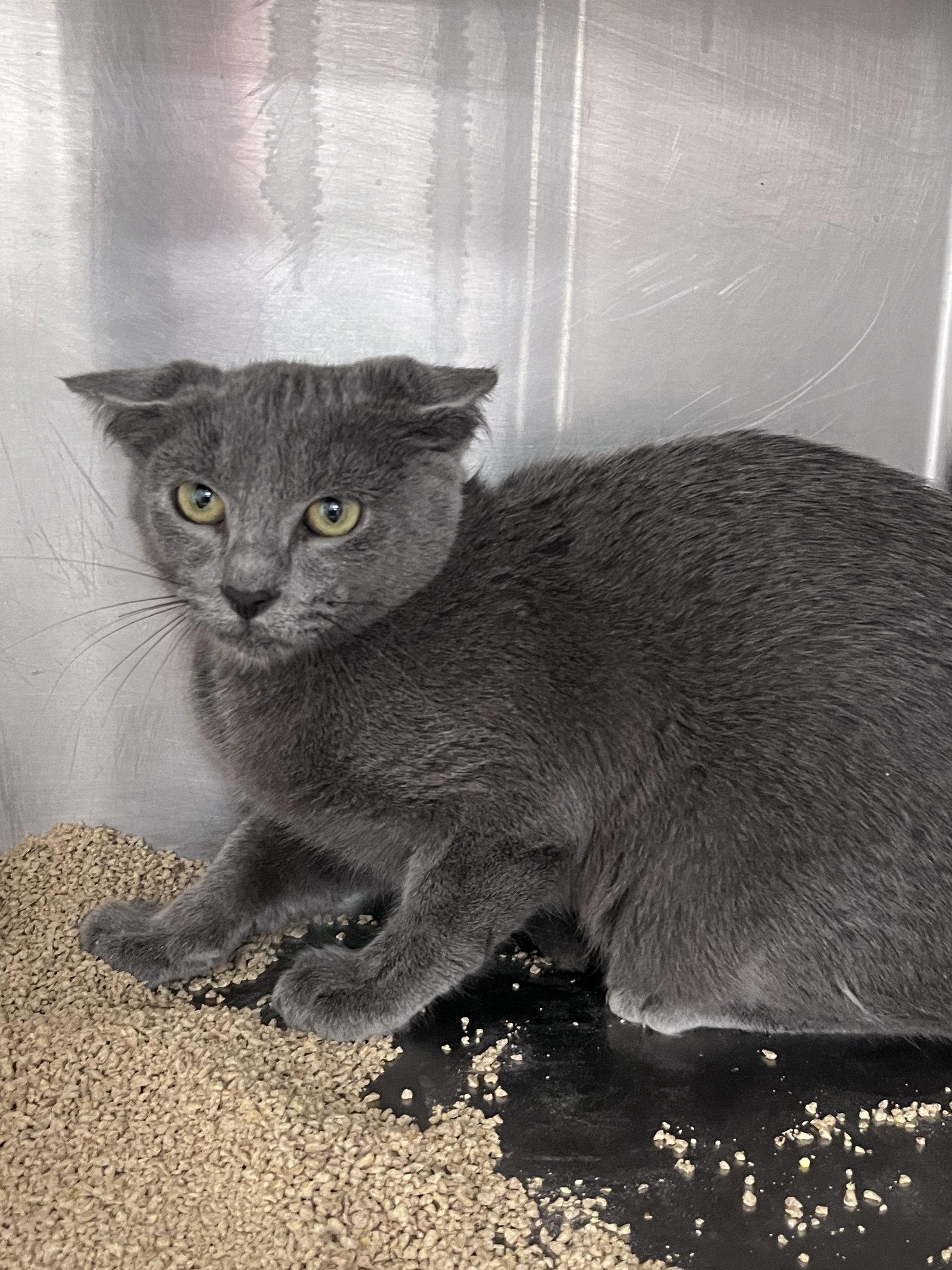 Enlarge Hughes, a Adoptable mixed breed in Carrollton, GA image 2/3