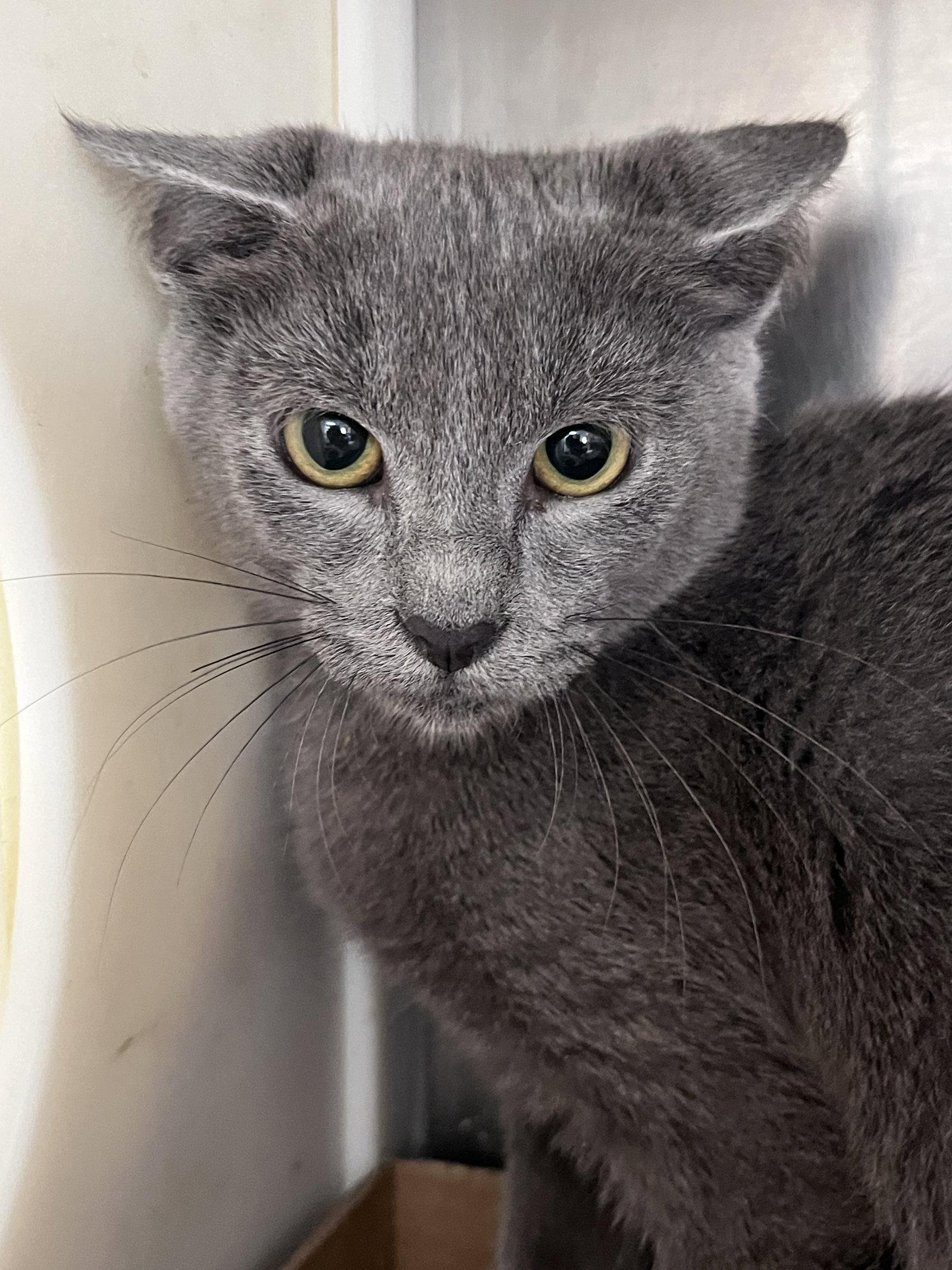 Enlarge Hughes, a Adoptable mixed breed in Carrollton, GA image 3/3