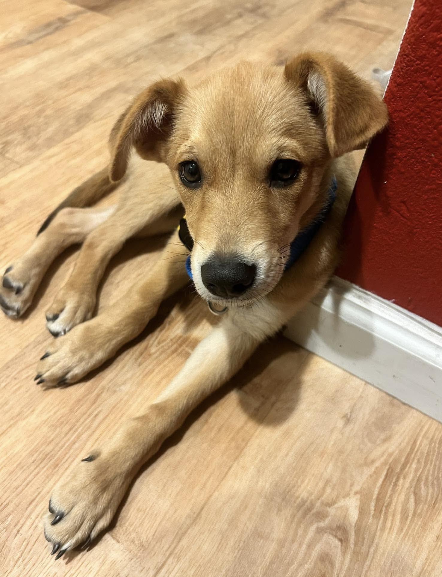 Enlarge Brewski, a Adoptable mixed breed in Beavercreek, OR image 1/6