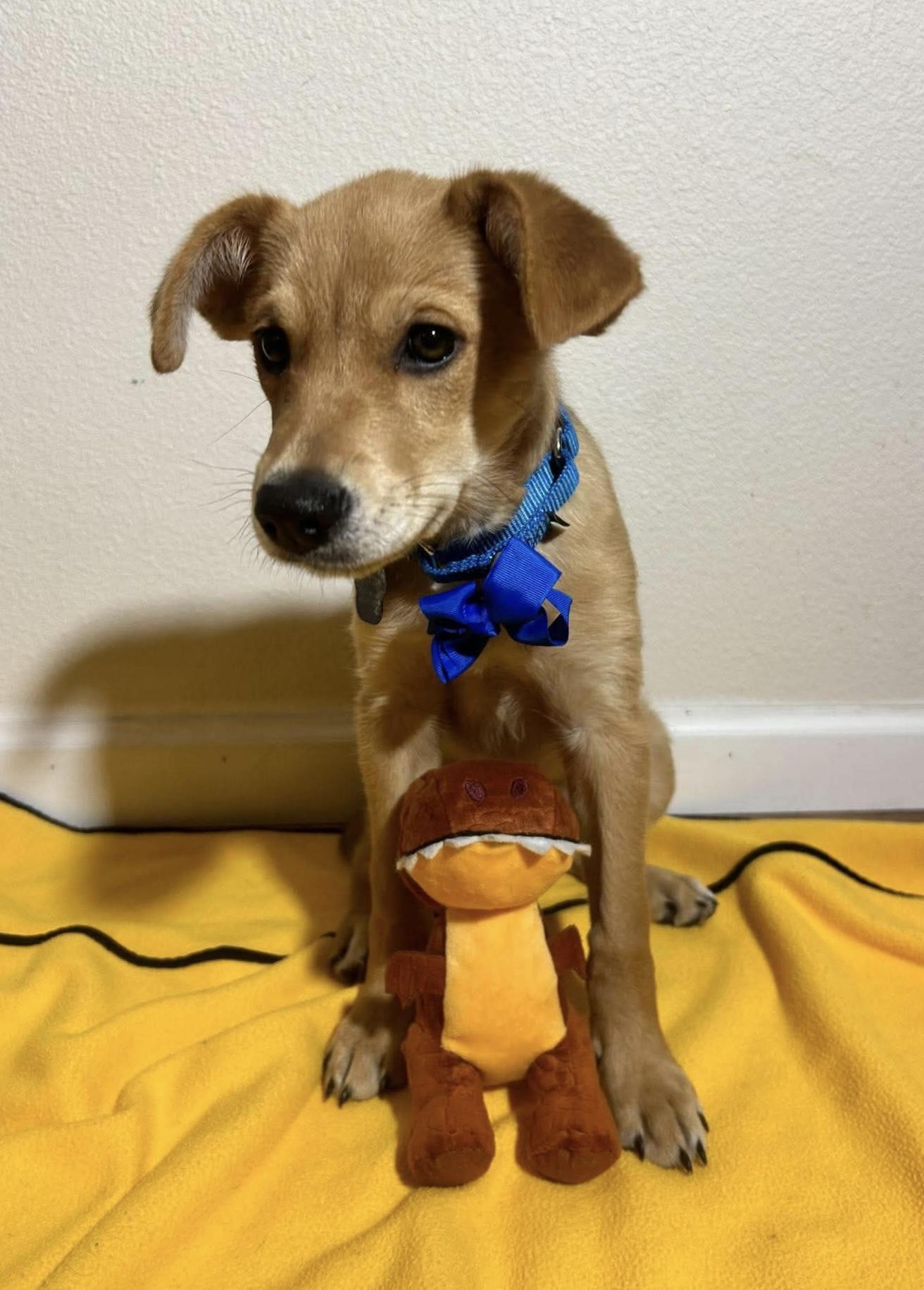 Enlarge Brewski, a Adoptable mixed breed in Beavercreek, OR image 2/6