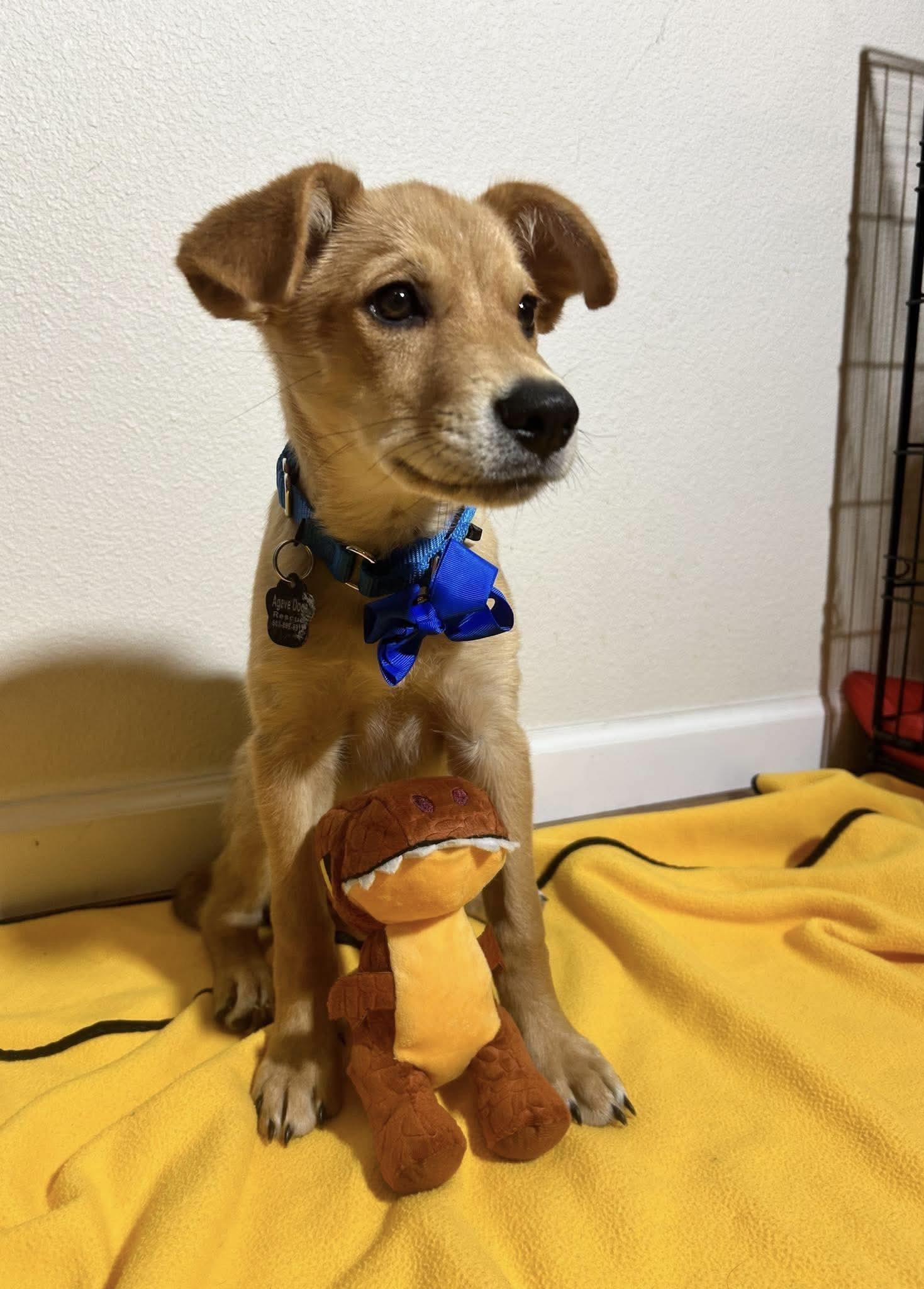 Enlarge Brewski, a Adoptable mixed breed in Beavercreek, OR image 3/6
