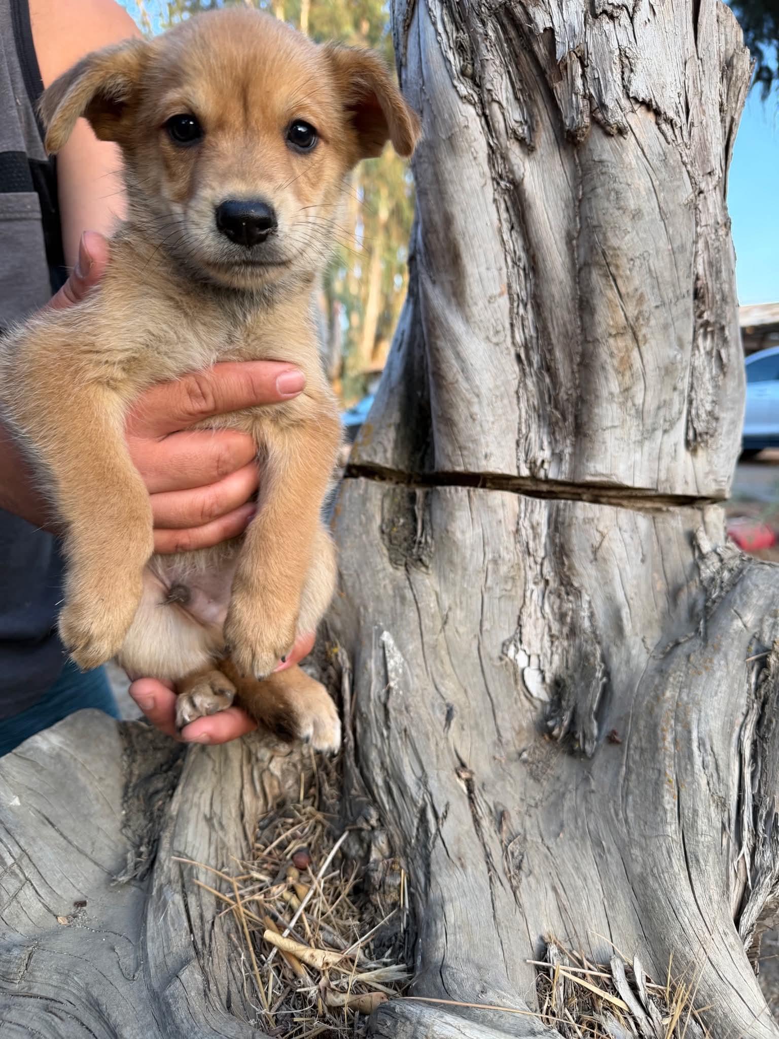 Enlarge Brewski, a Adoptable mixed breed in Beavercreek, OR image 4/6