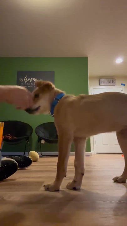 Enlarge Brewski, a Adoptable mixed breed in Beavercreek, OR video 5/6