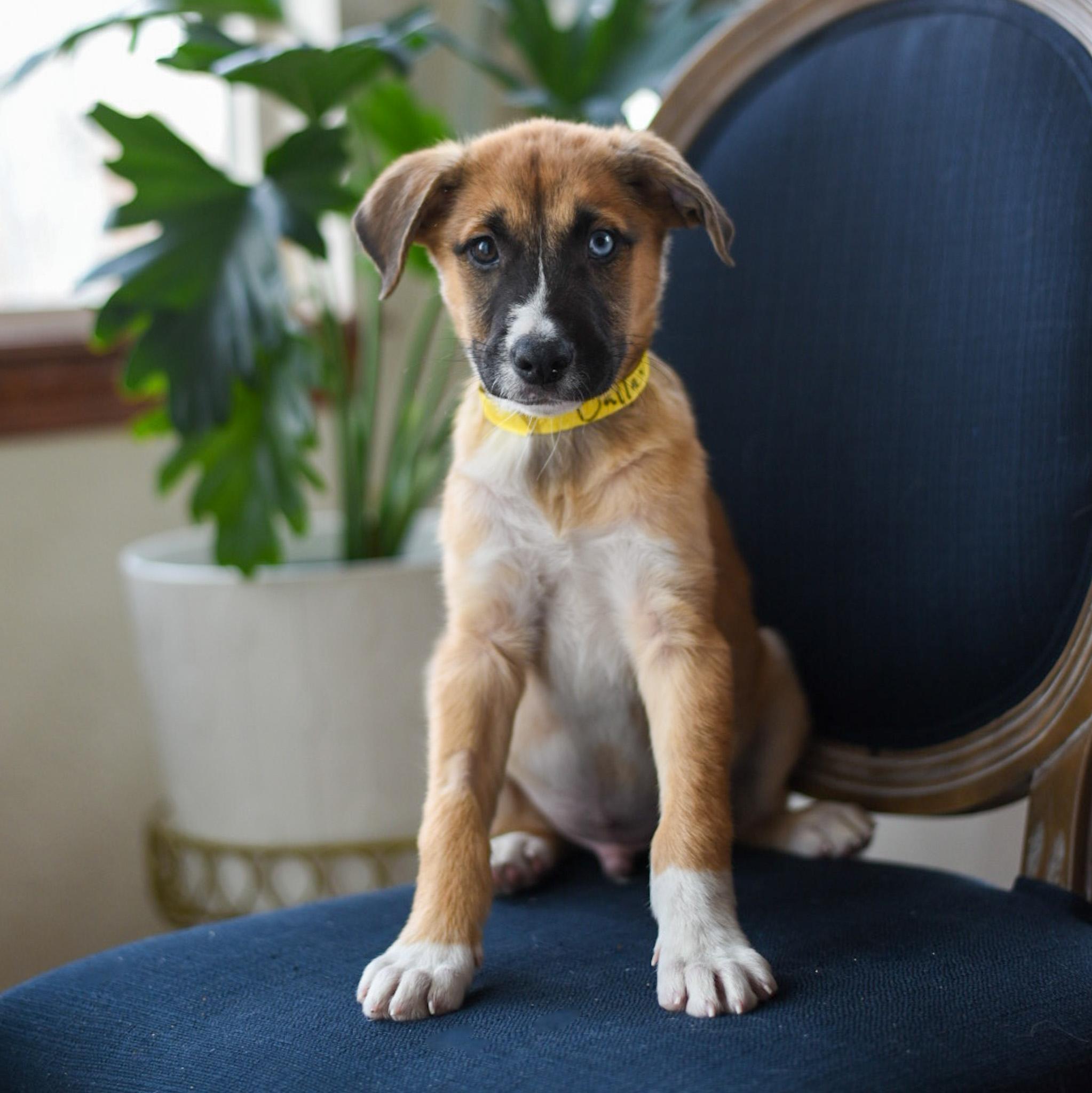 Dallas, adoptable, Puppy Male Shepherd & Australian Shepherd.