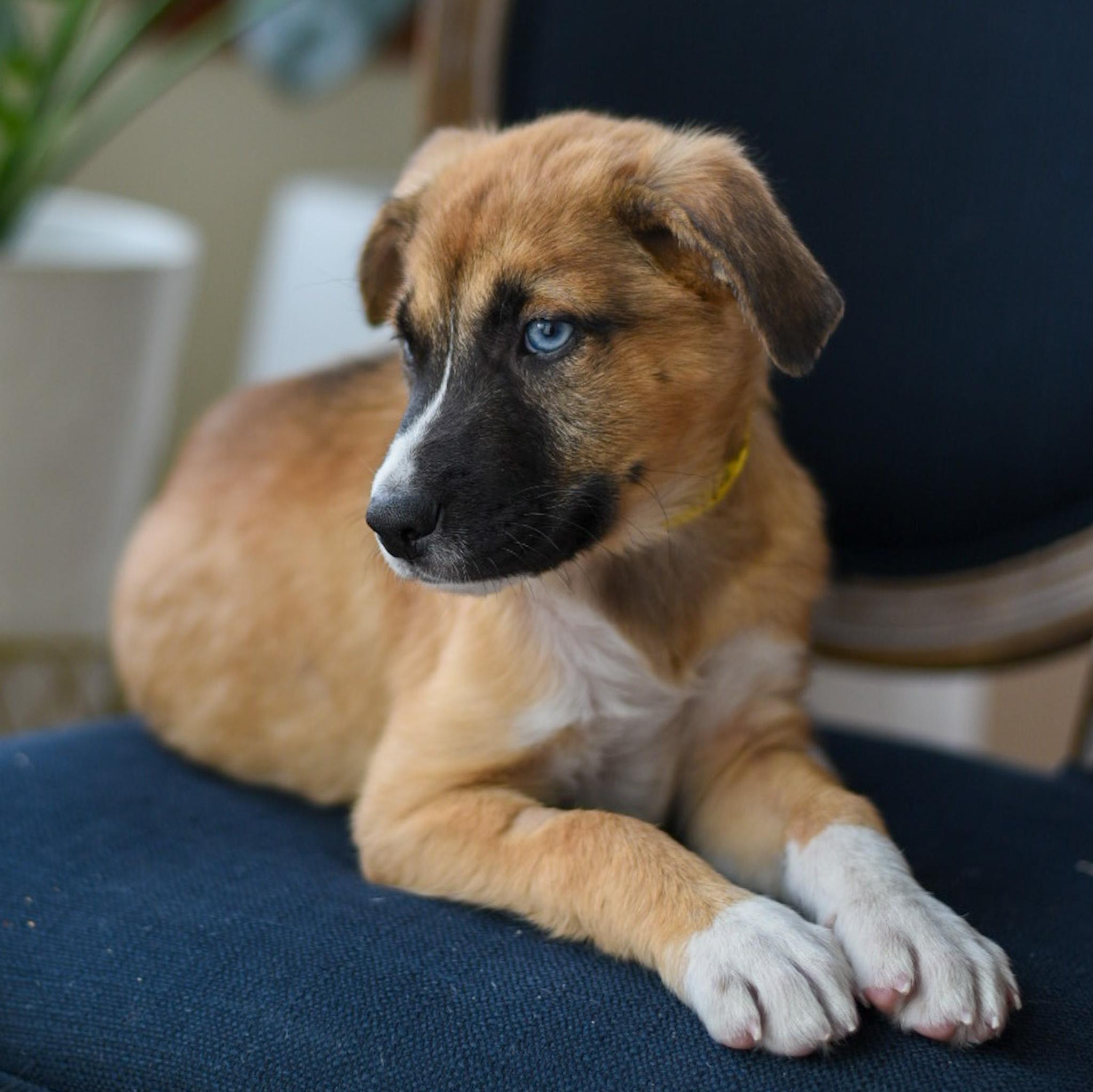 Dallas, an adoptable mixed breed in Fort Collins, CO image 2/4