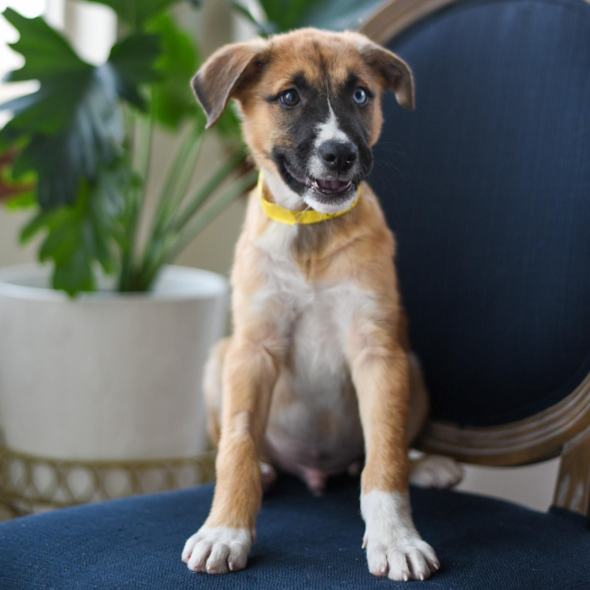 Dallas, an adoptable mixed breed in Fort Collins, CO image 3/4