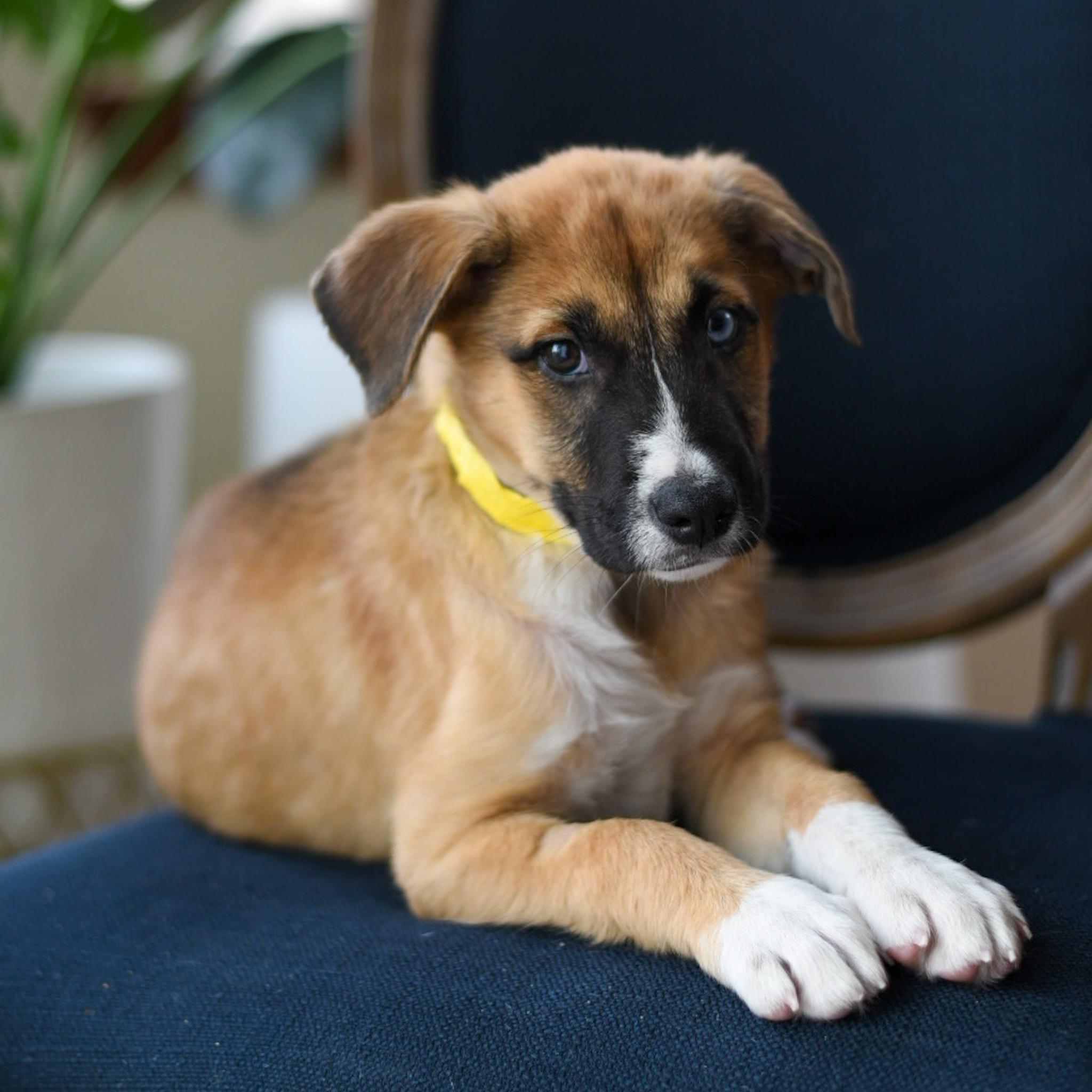 Dallas, an adoptable mixed breed in Fort Collins, CO image 4/4
