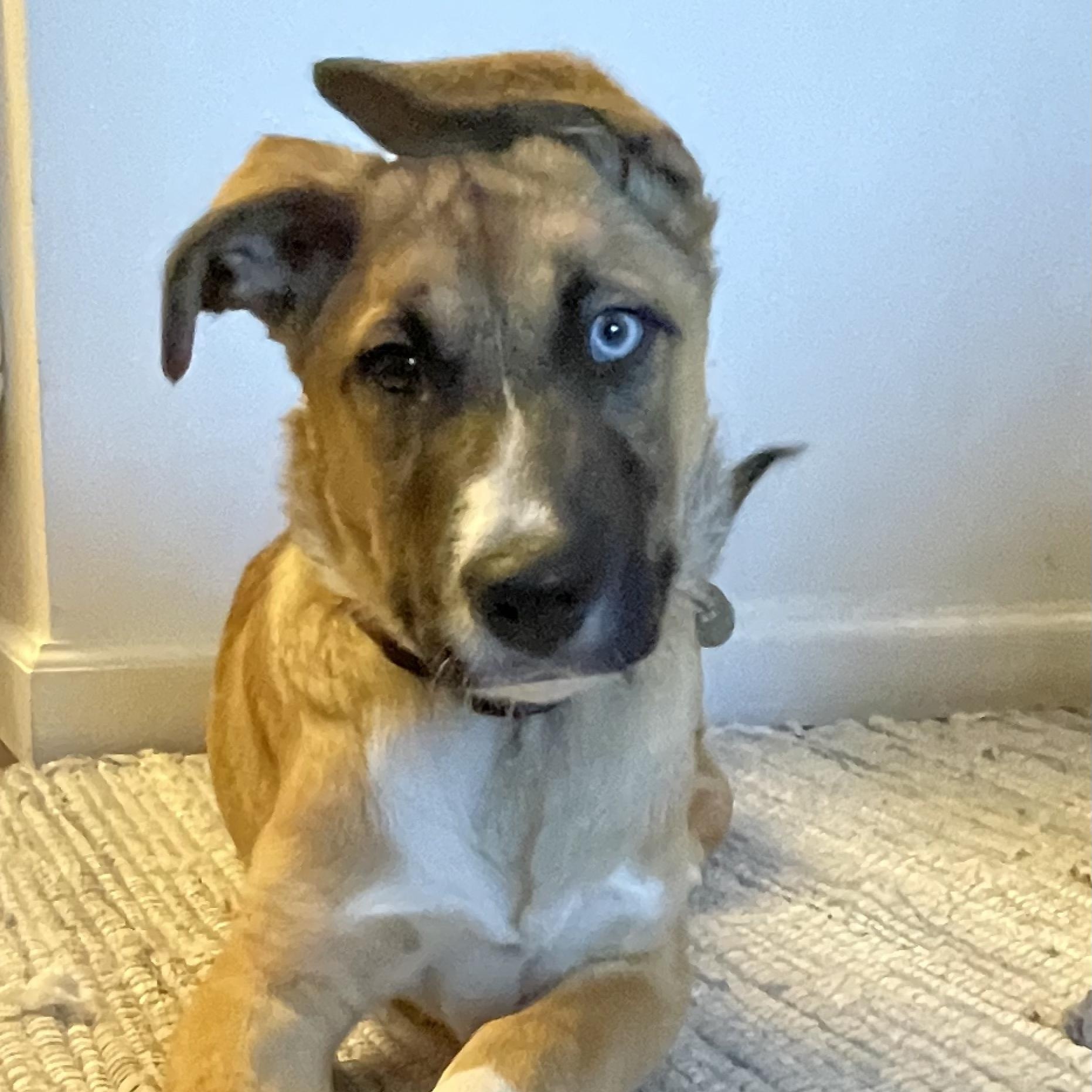 Dallas, an adopted mixed breed in Fort Collins, CO image 1/6