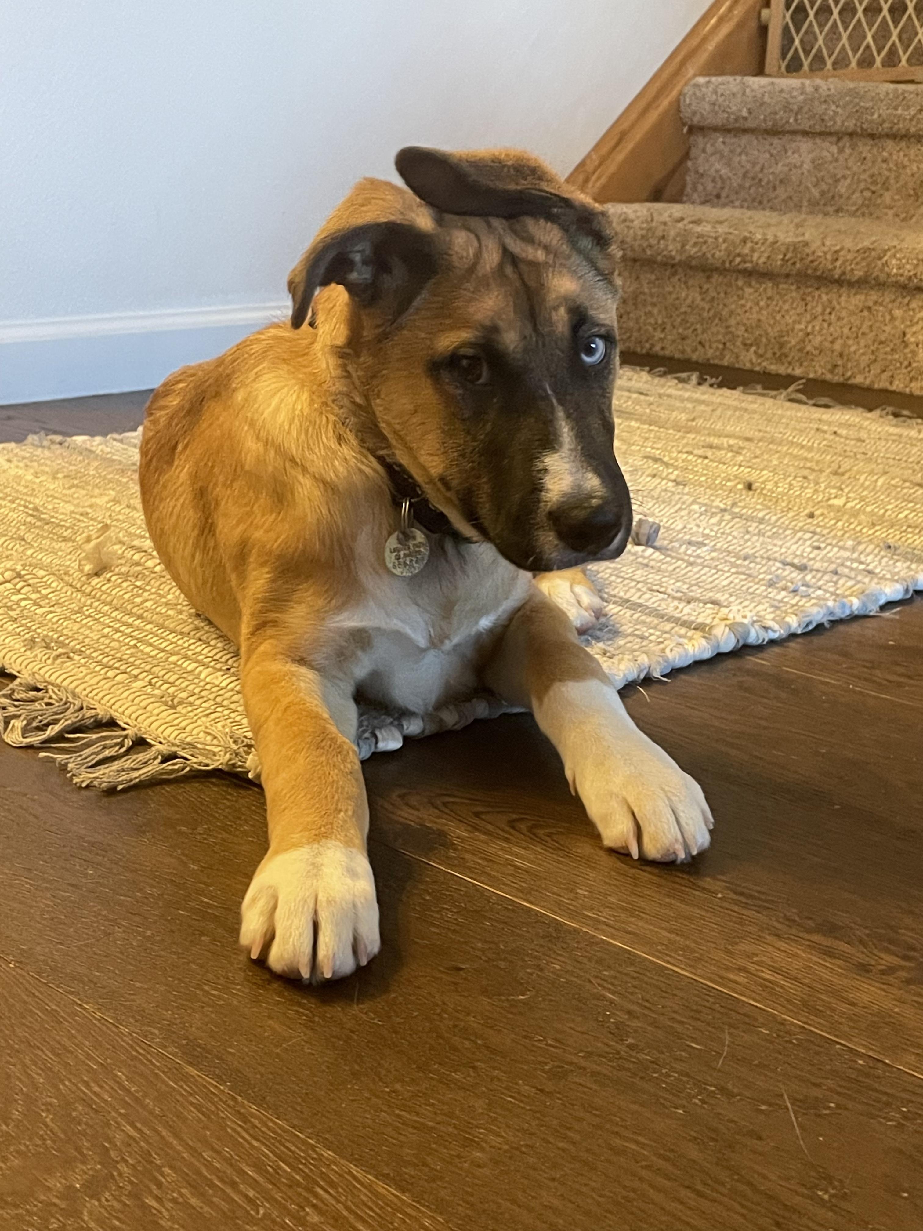 Dallas, an adopted mixed breed in Fort Collins, CO image 2/6