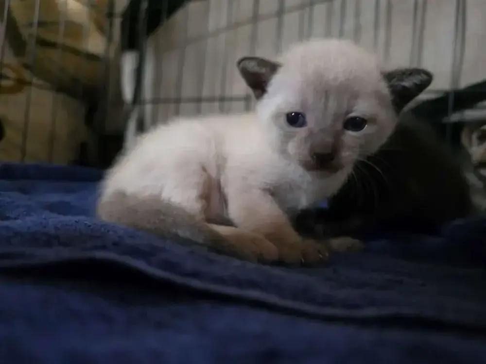 Stevie, Adopted, Kitten Female Siamese.