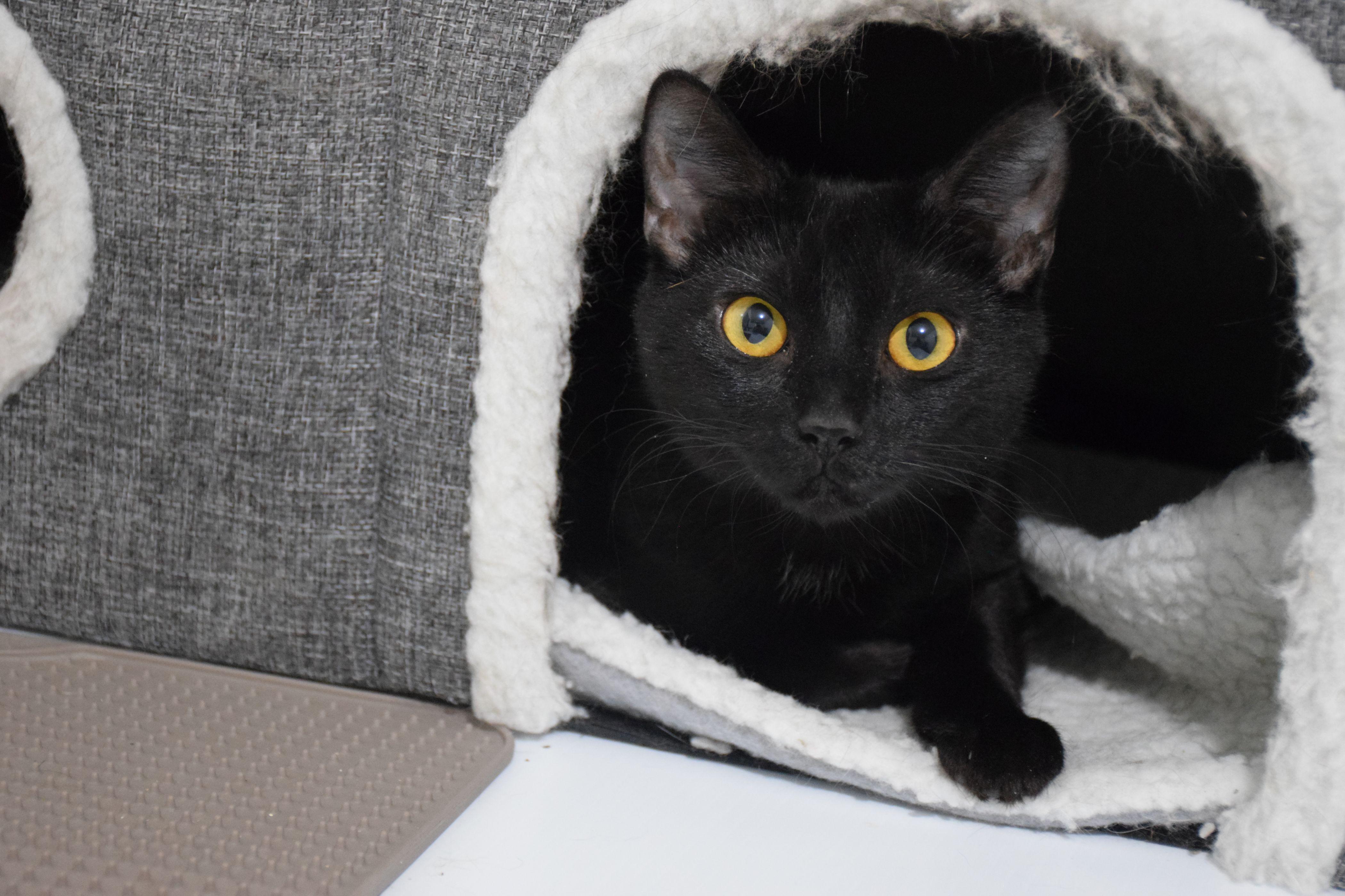 Maxine, ADOPTABLE, Adult Female Domestic Short Hair.