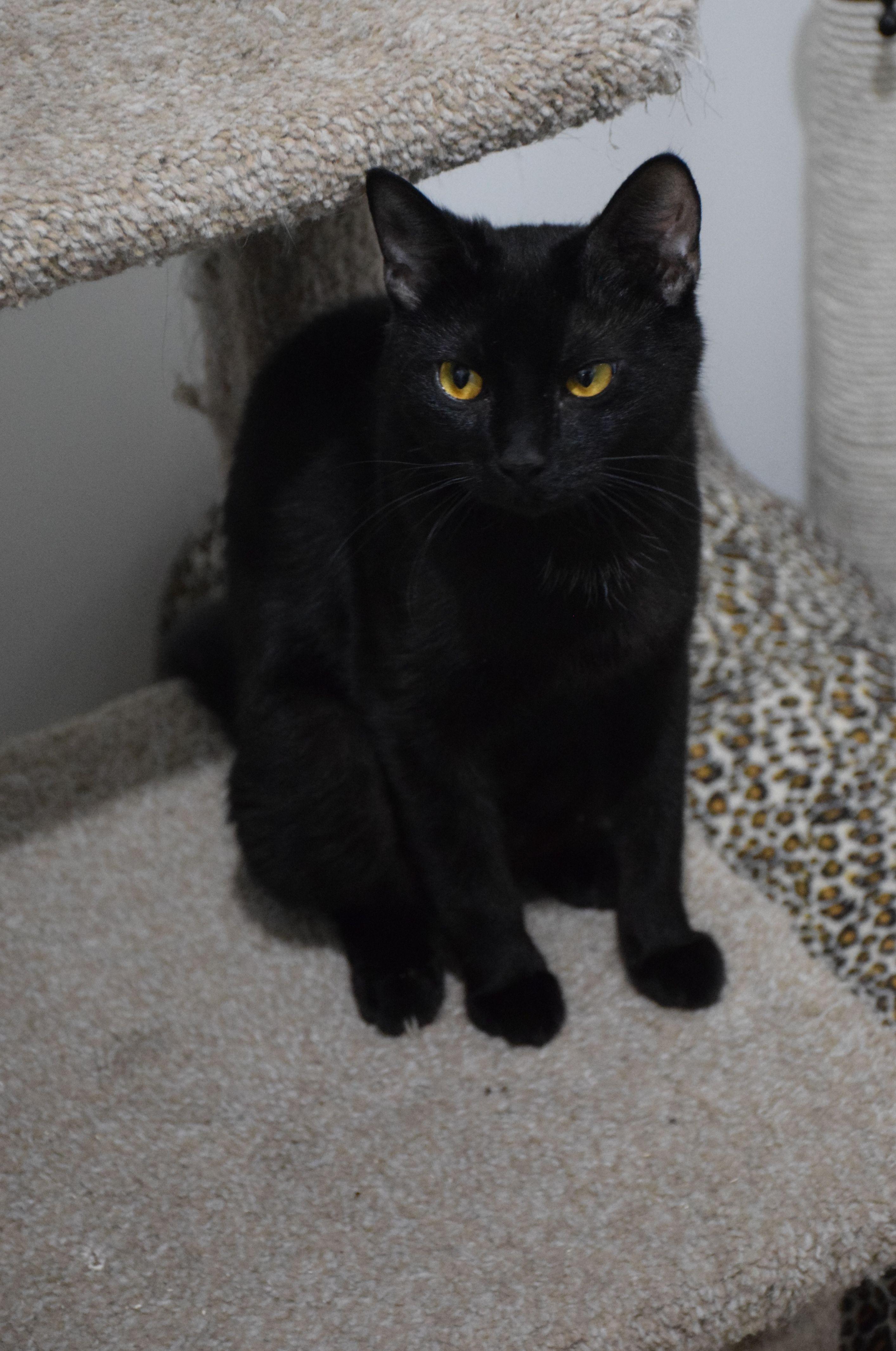 Maxine, ADOPTABLE, Adult Female Domestic Short Hair.