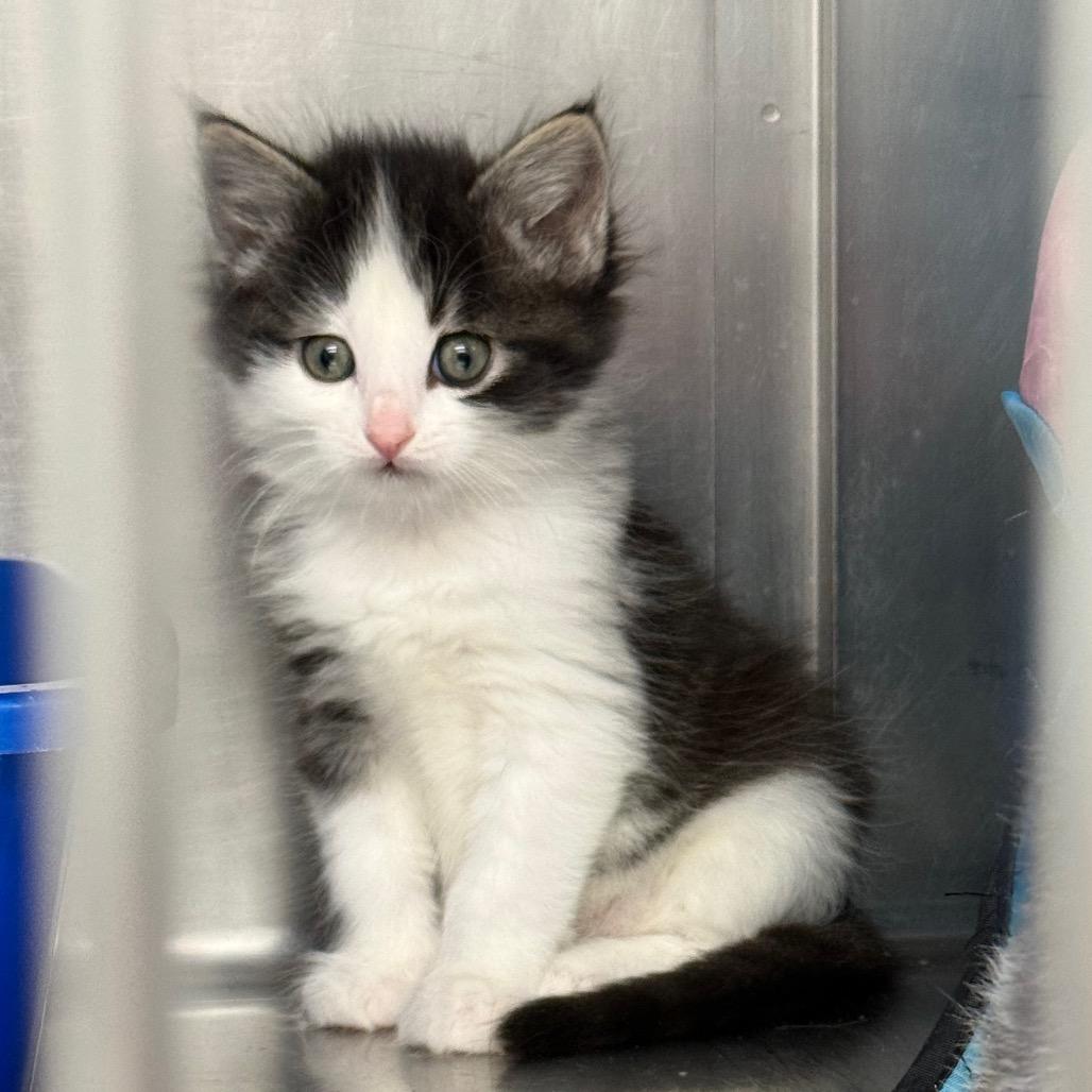 Newt, a Adoptable Domestic Medium Hair in Mount Shasta, CA image 2/2