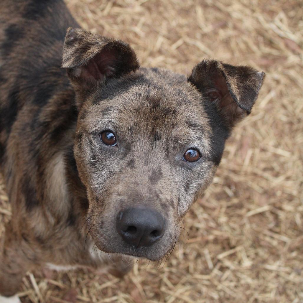 Kilo, Adoptable, Adult Male Shepherd & Mixed Breed.