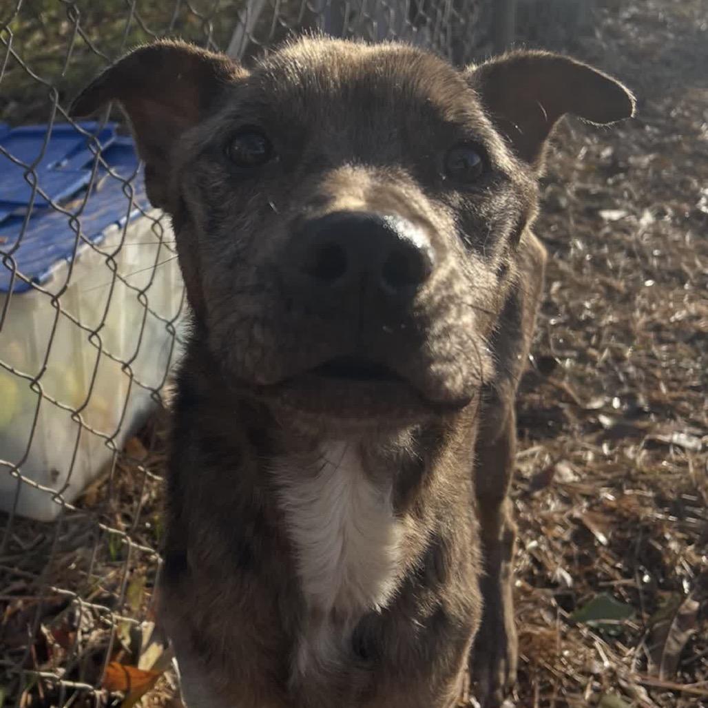 Enlarge Kilo, a Adoptable mixed breed in Valley, AL image 2/6