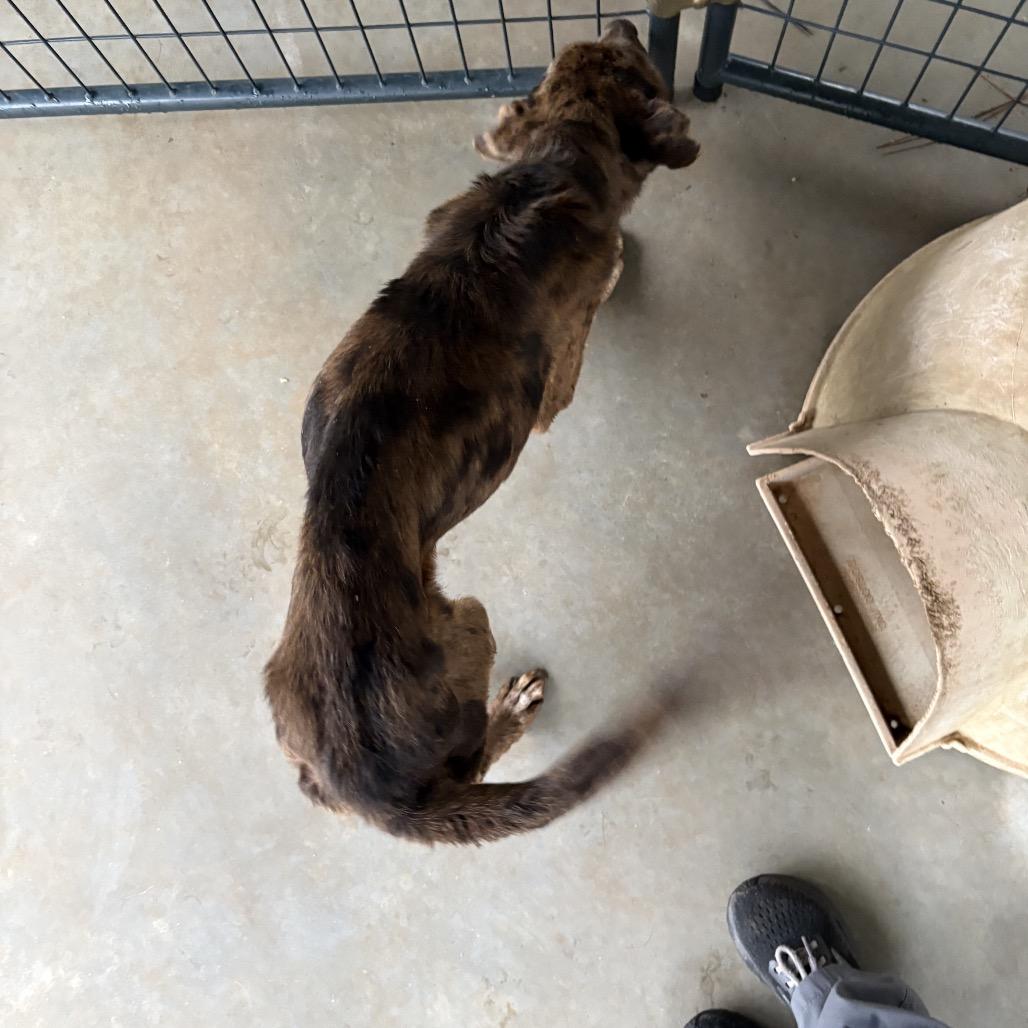 Enlarge Kilo, a Adoptable mixed breed in Valley, AL image 4/6