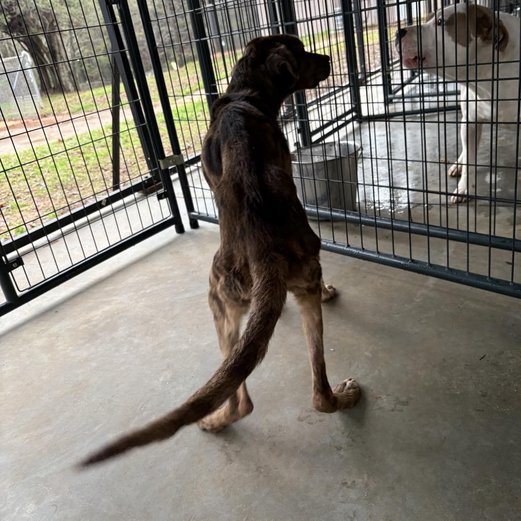 Enlarge Kilo, a Adoptable mixed breed in Valley, AL image 5/6