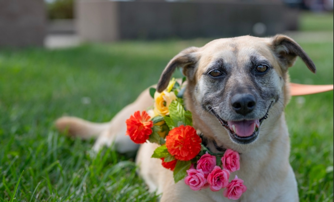 Enlarge CHERRY, a Adoptable mixed breed in Cincinnati, OH image 1/6