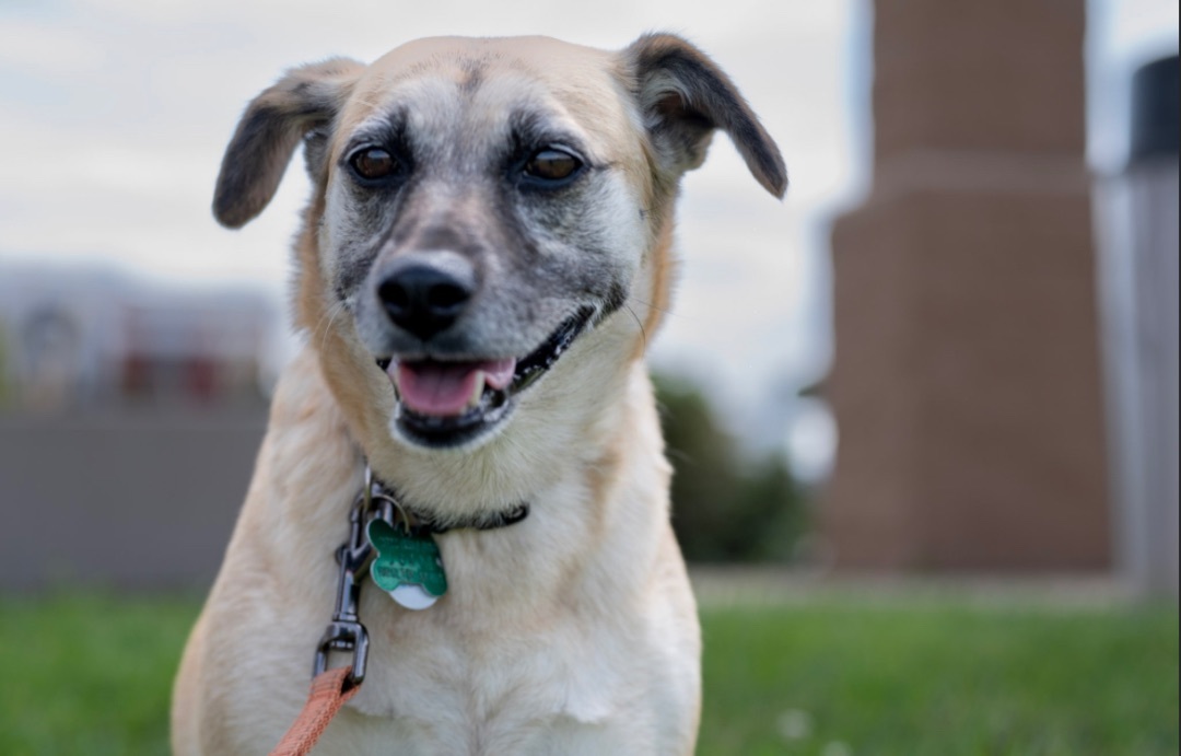 Enlarge CHERRY, a Adoptable mixed breed in Cincinnati, OH image 2/6