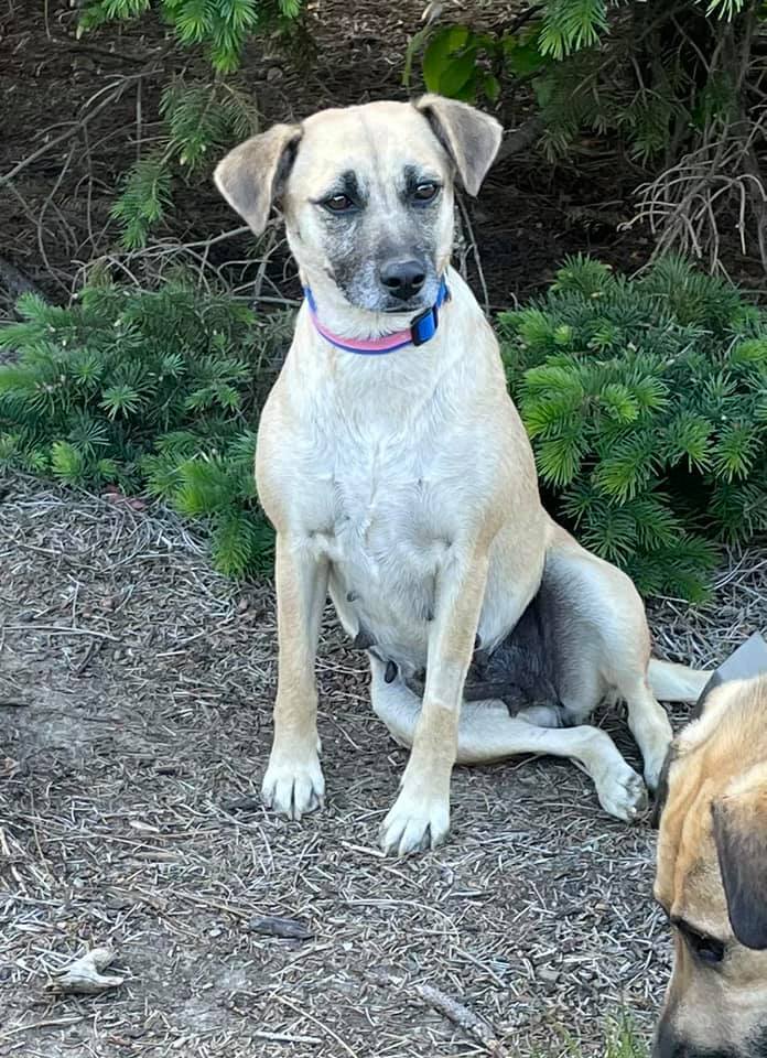 Enlarge CHERRY, a Adoptable mixed breed in Cincinnati, OH image 3/6