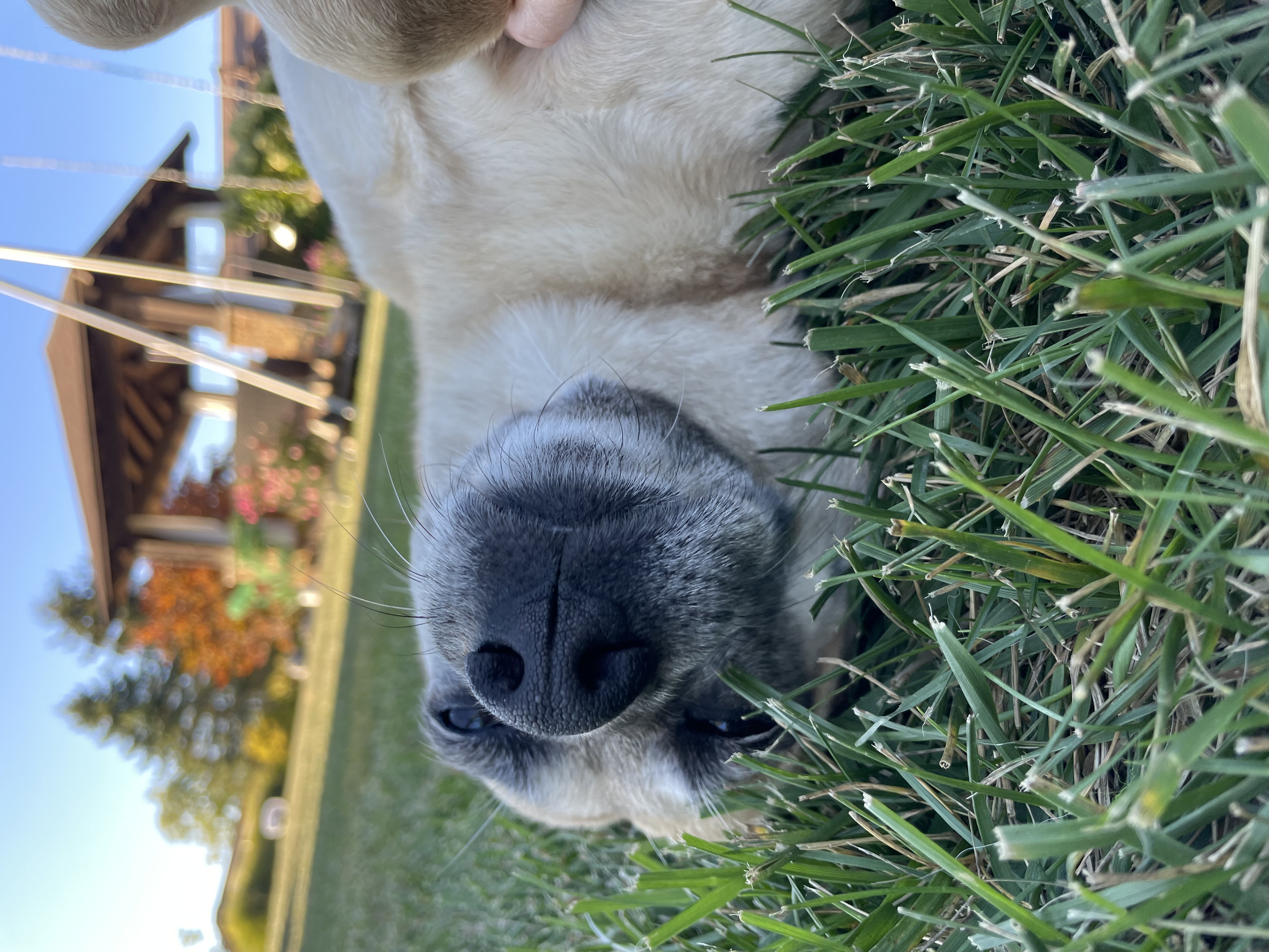 Enlarge CHERRY, a Adoptable mixed breed in Cincinnati, OH image 4/6